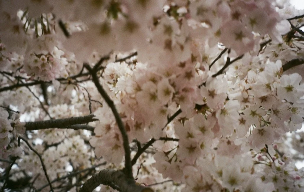 Spring in DC, 2024, film