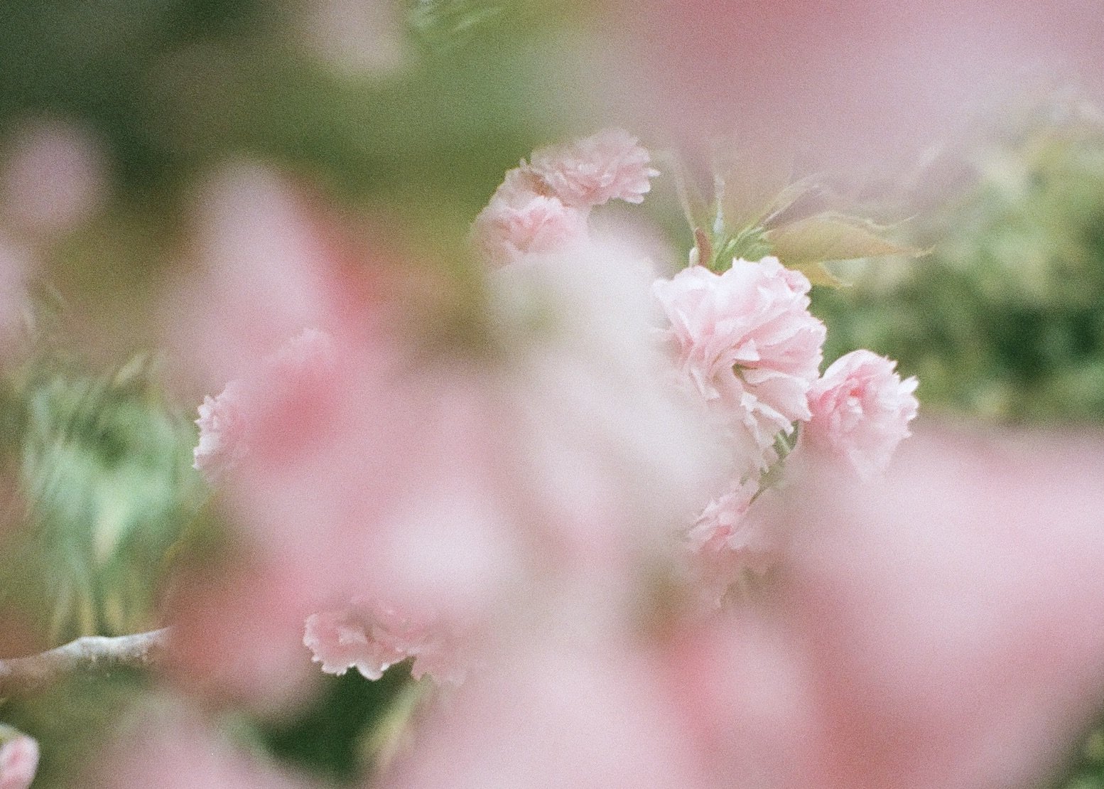 Hide this, 2026, film