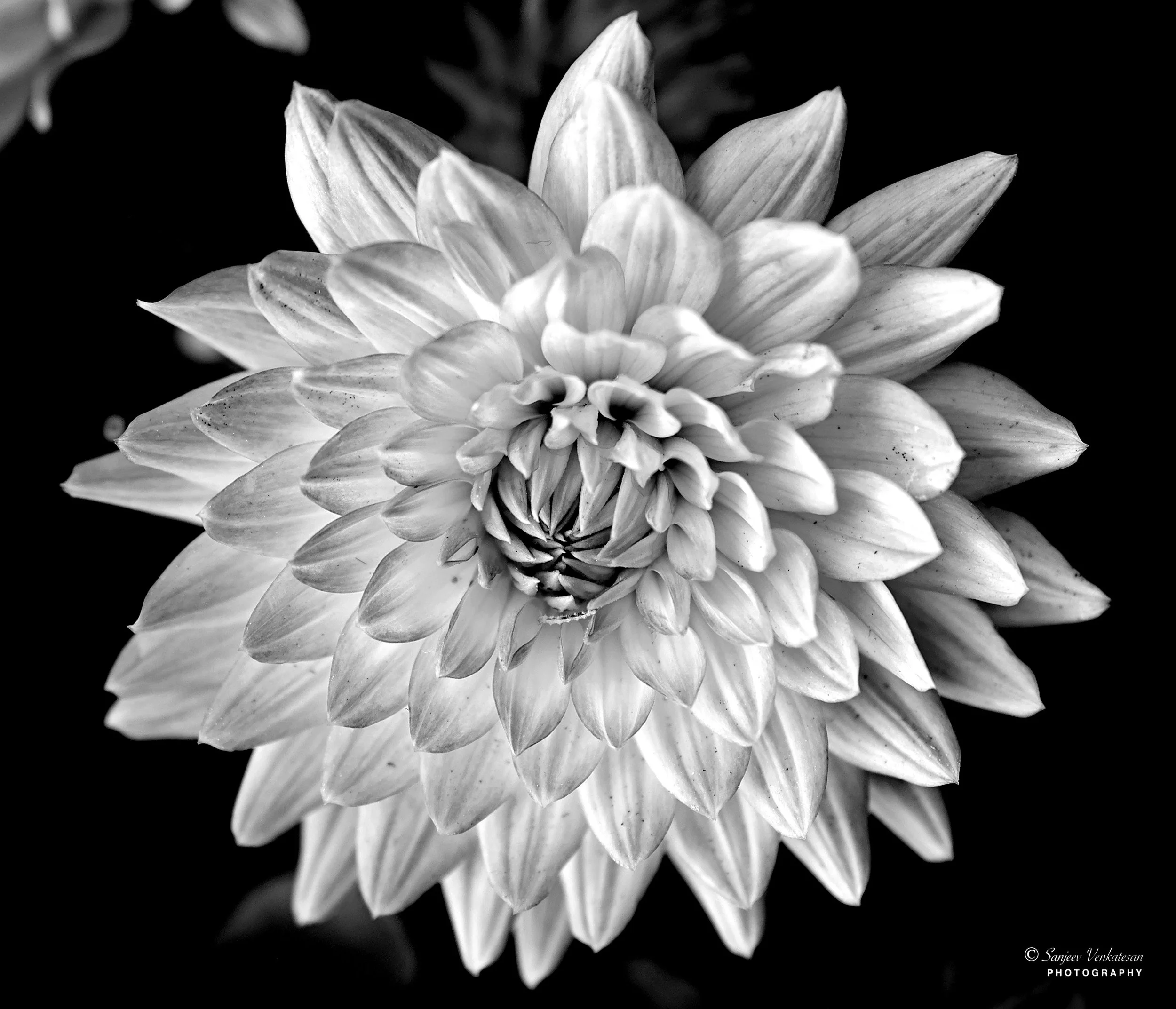 BNW Bio Flower.jpg