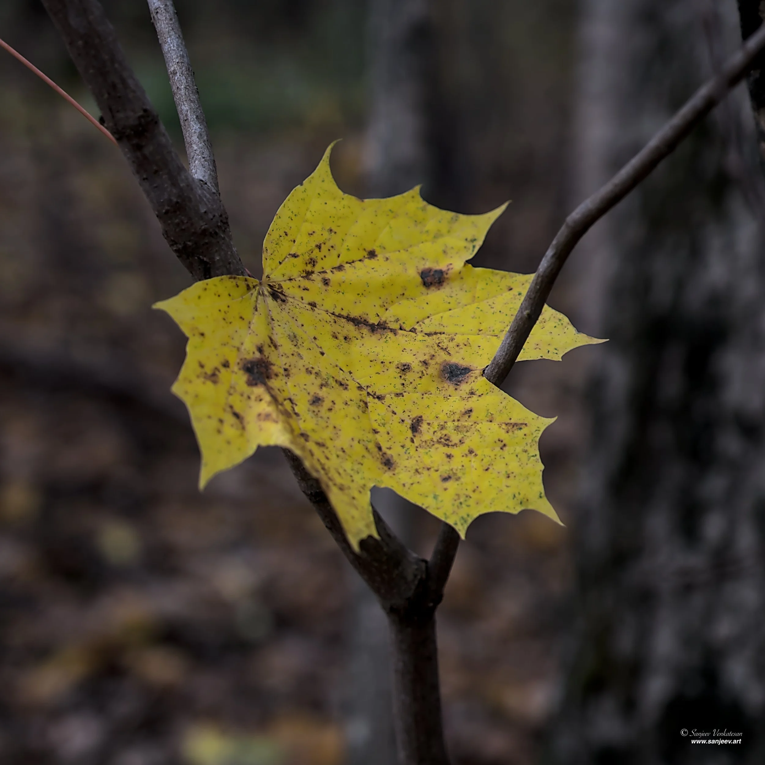 Stuck Leaf.jpg
