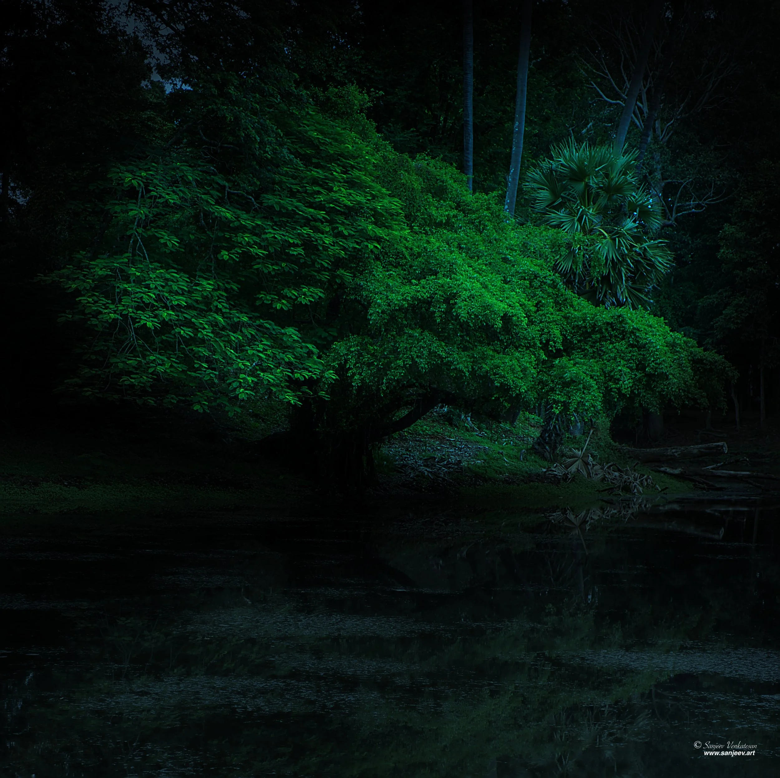 Angkor Lake Tree.jpg