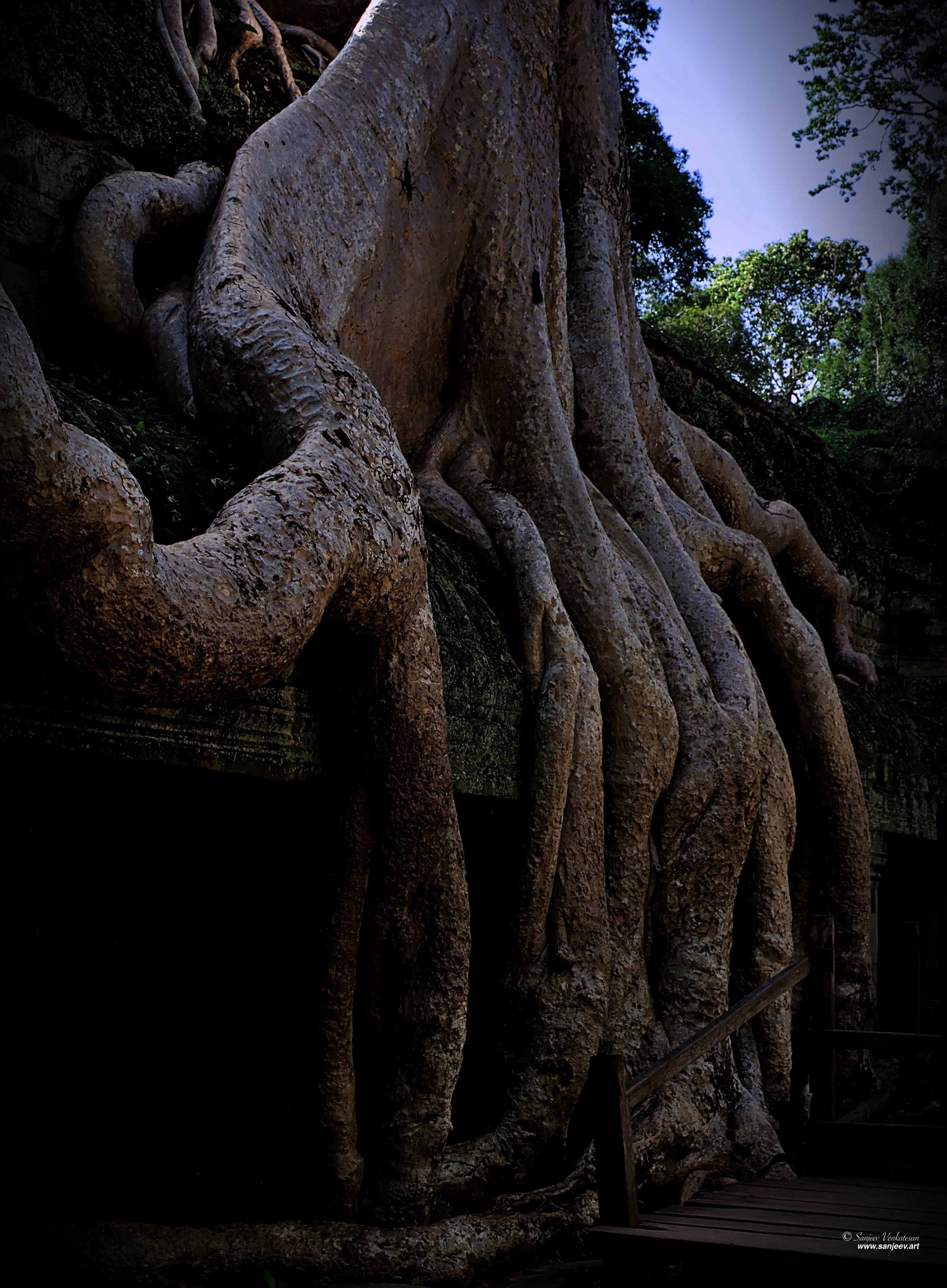 Angkor Giant Root.jpg
