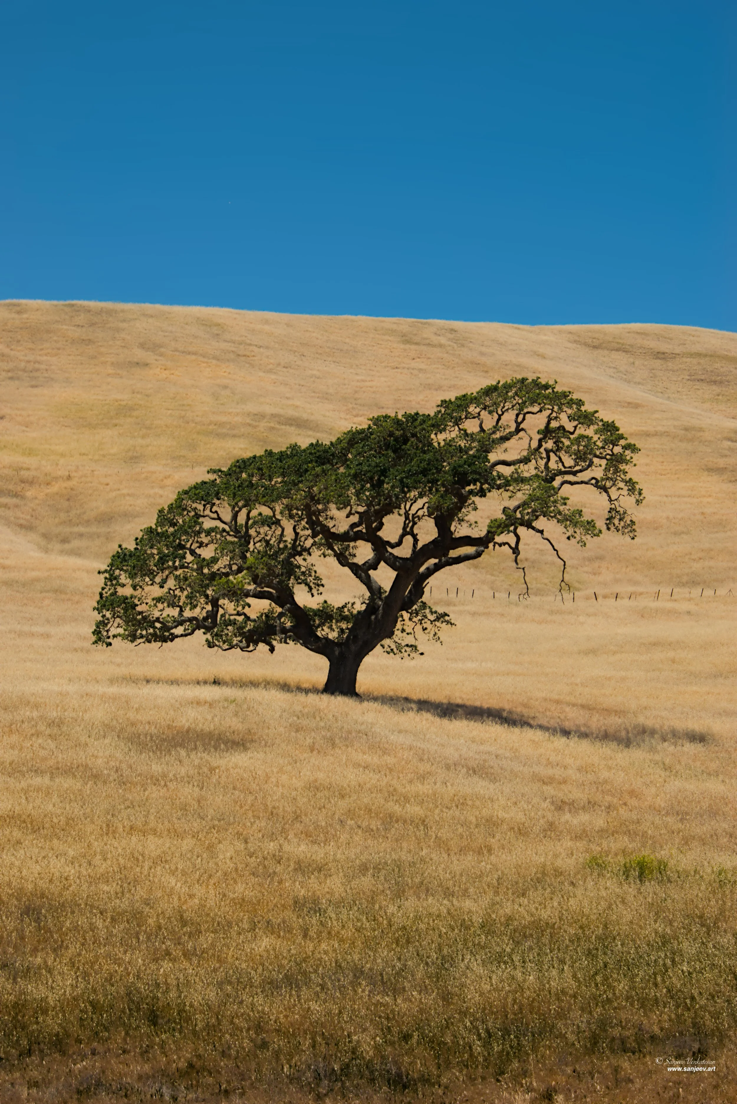 Lone Tree HORIZON.jpg