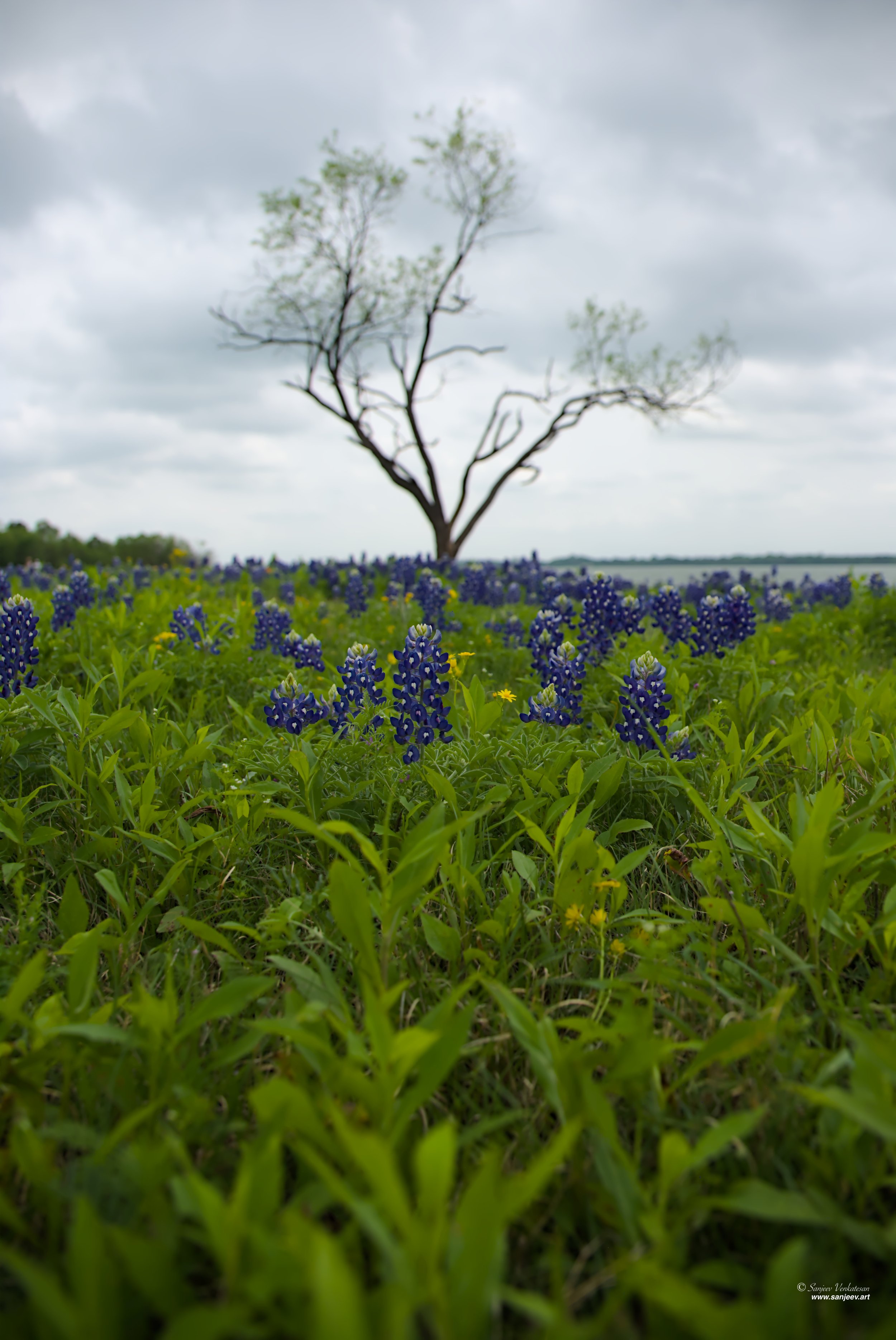 Blue FIeld Tree  HORIZON.jpg