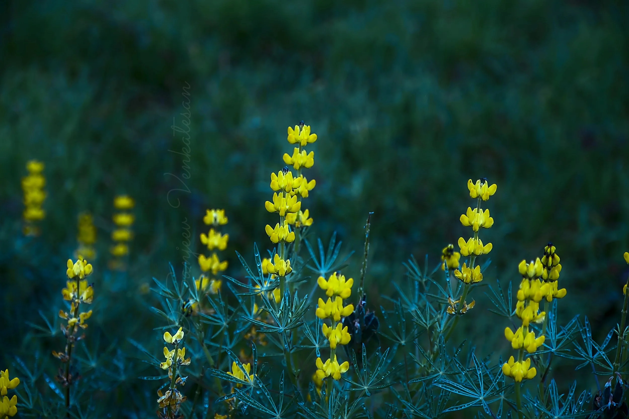 Yellow Flowers no Frame.jpg