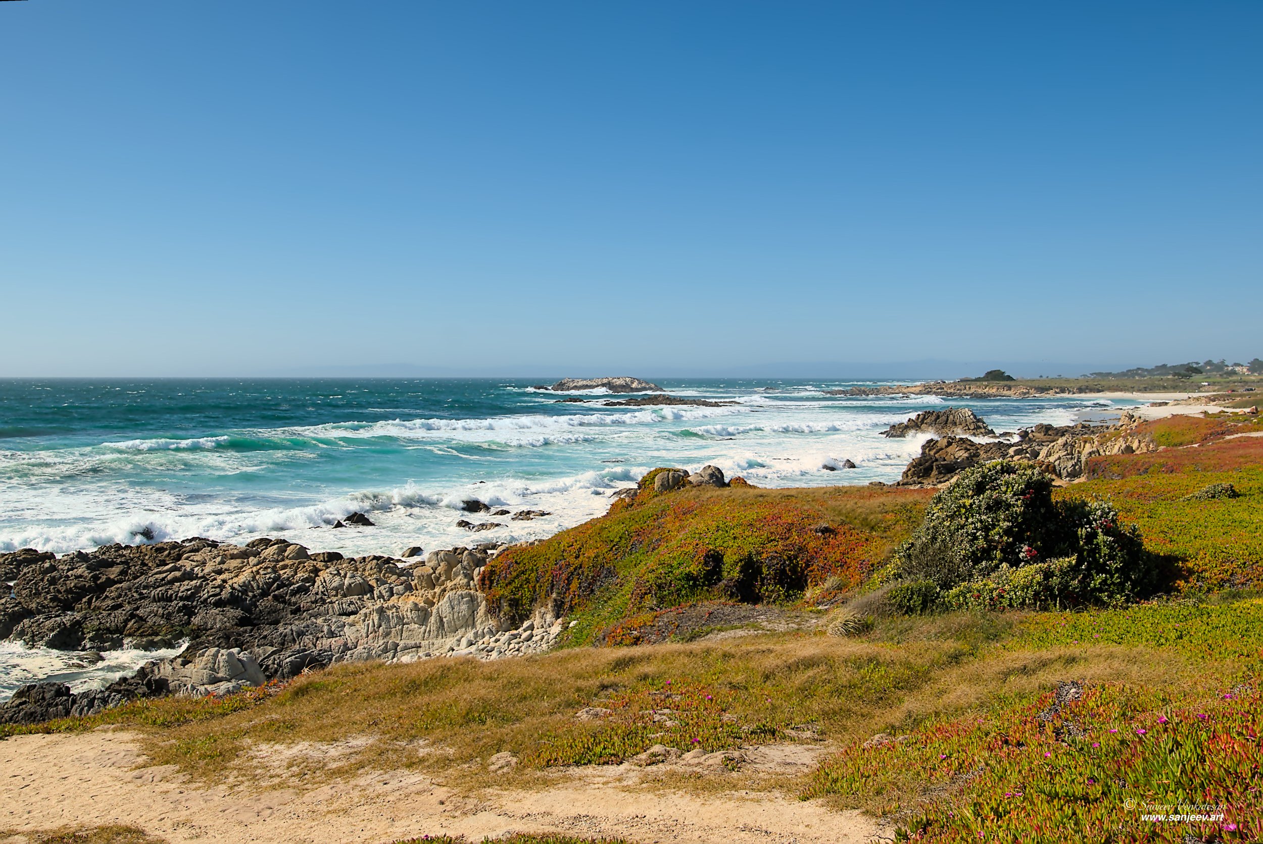 Beach Fern HORIZON.jpg