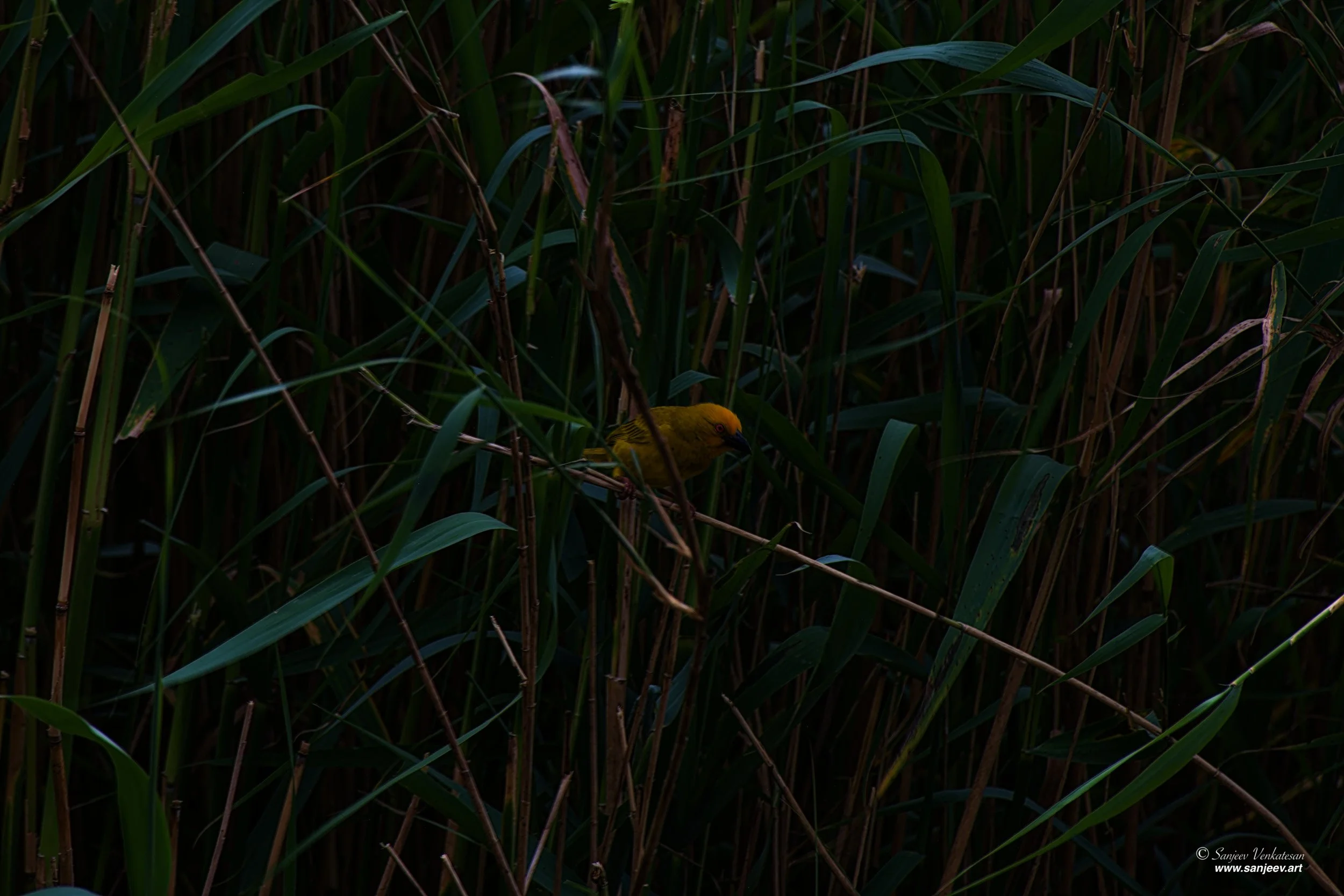 Pub Yellow Bird SA.jpg