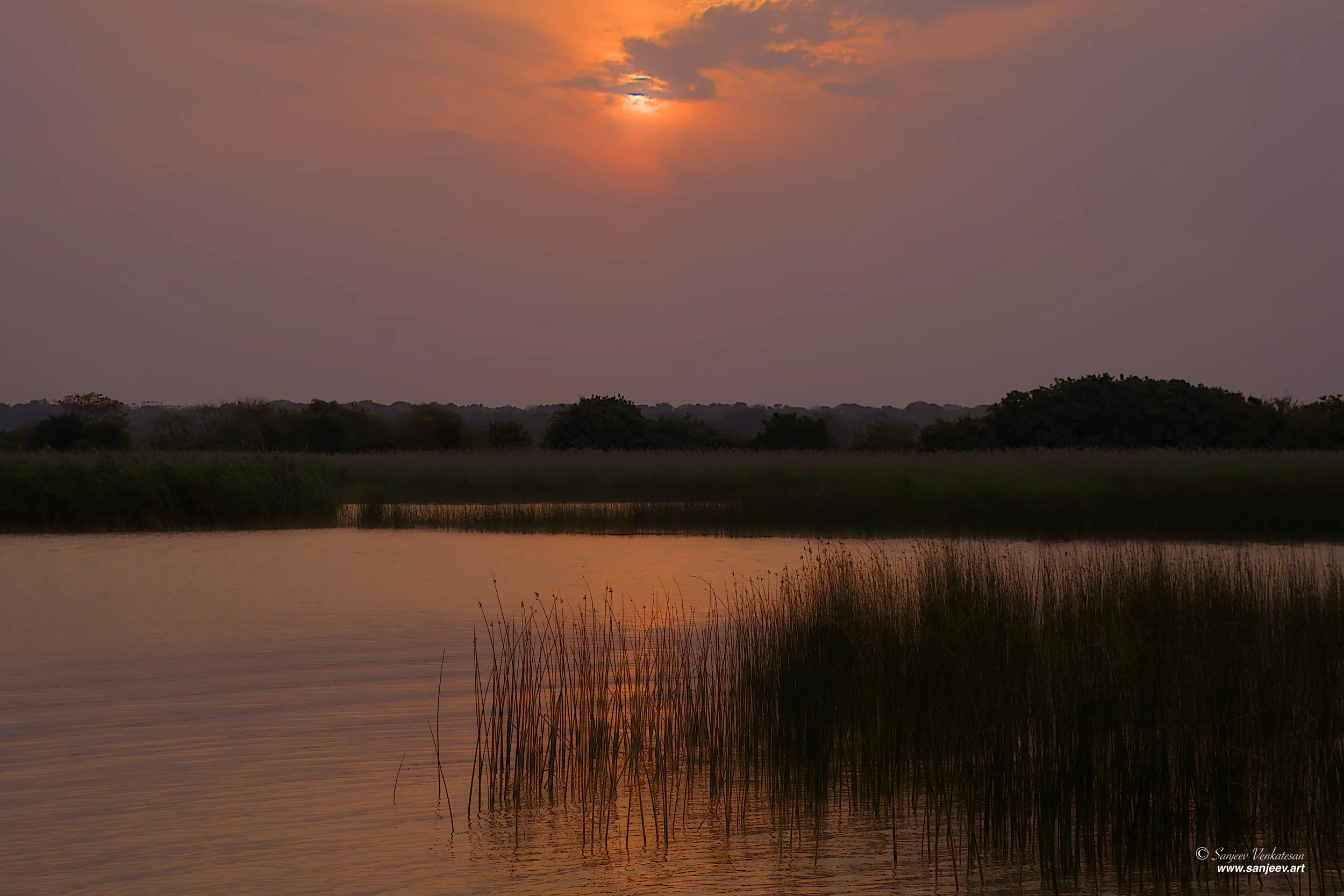 Hippo Swamp HORIZON.jpg