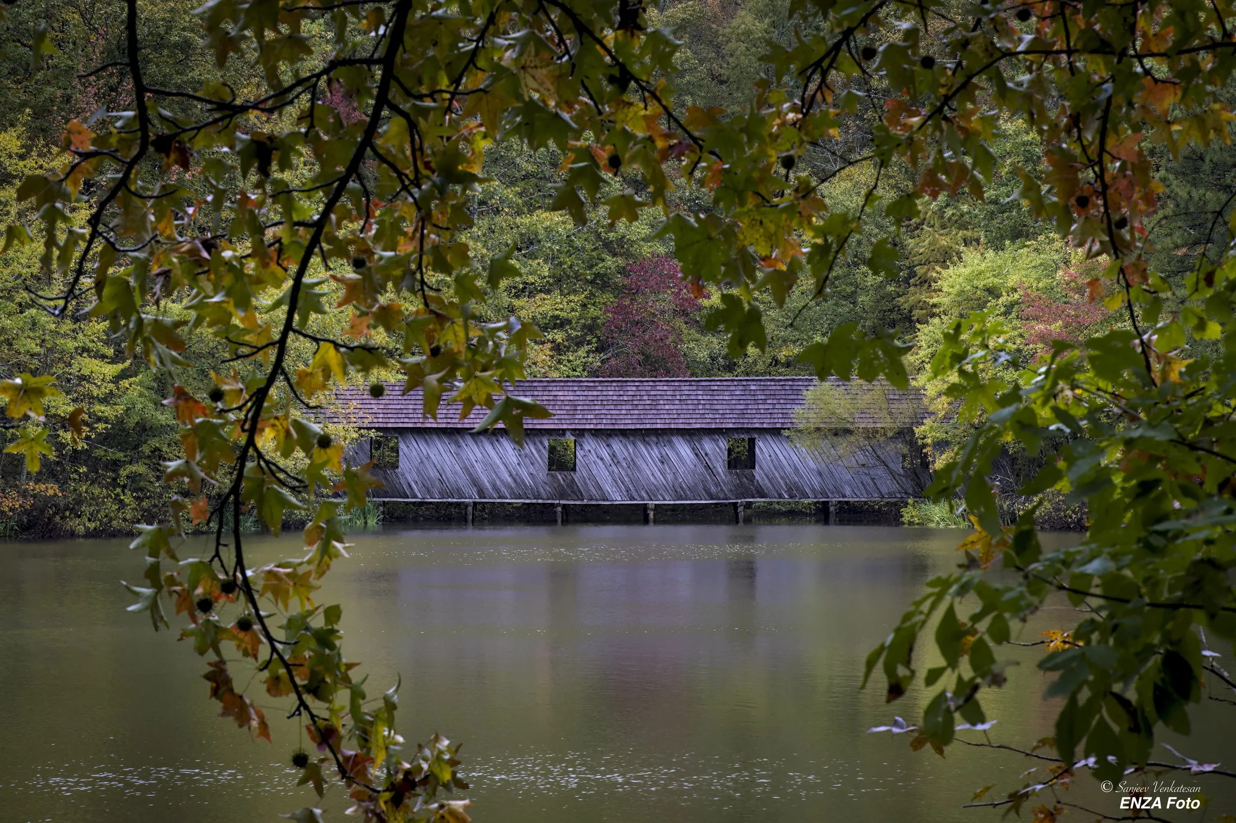 fBridgethrough tree.jpg