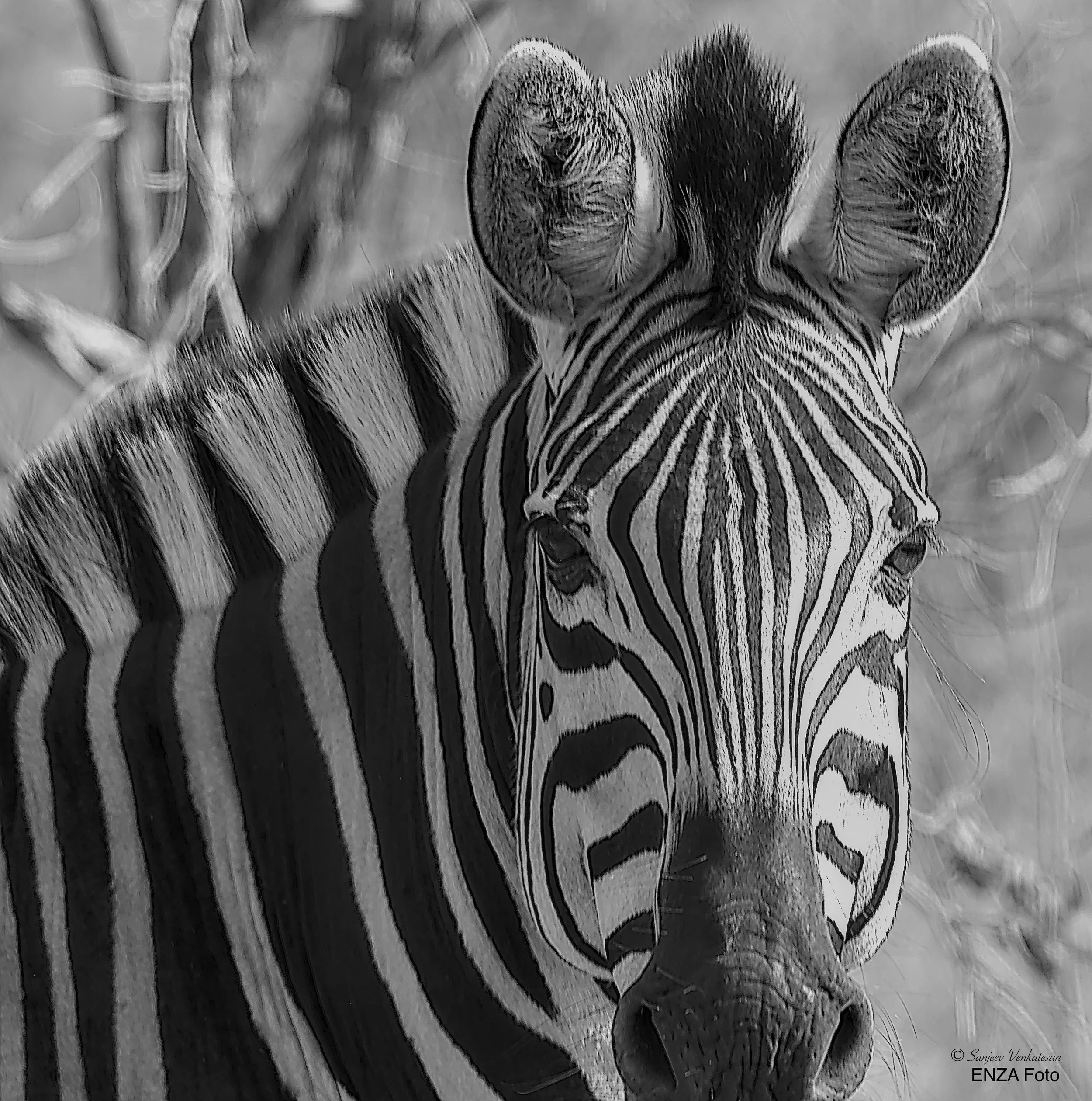 Zebra Face BnW No Frame.jpg