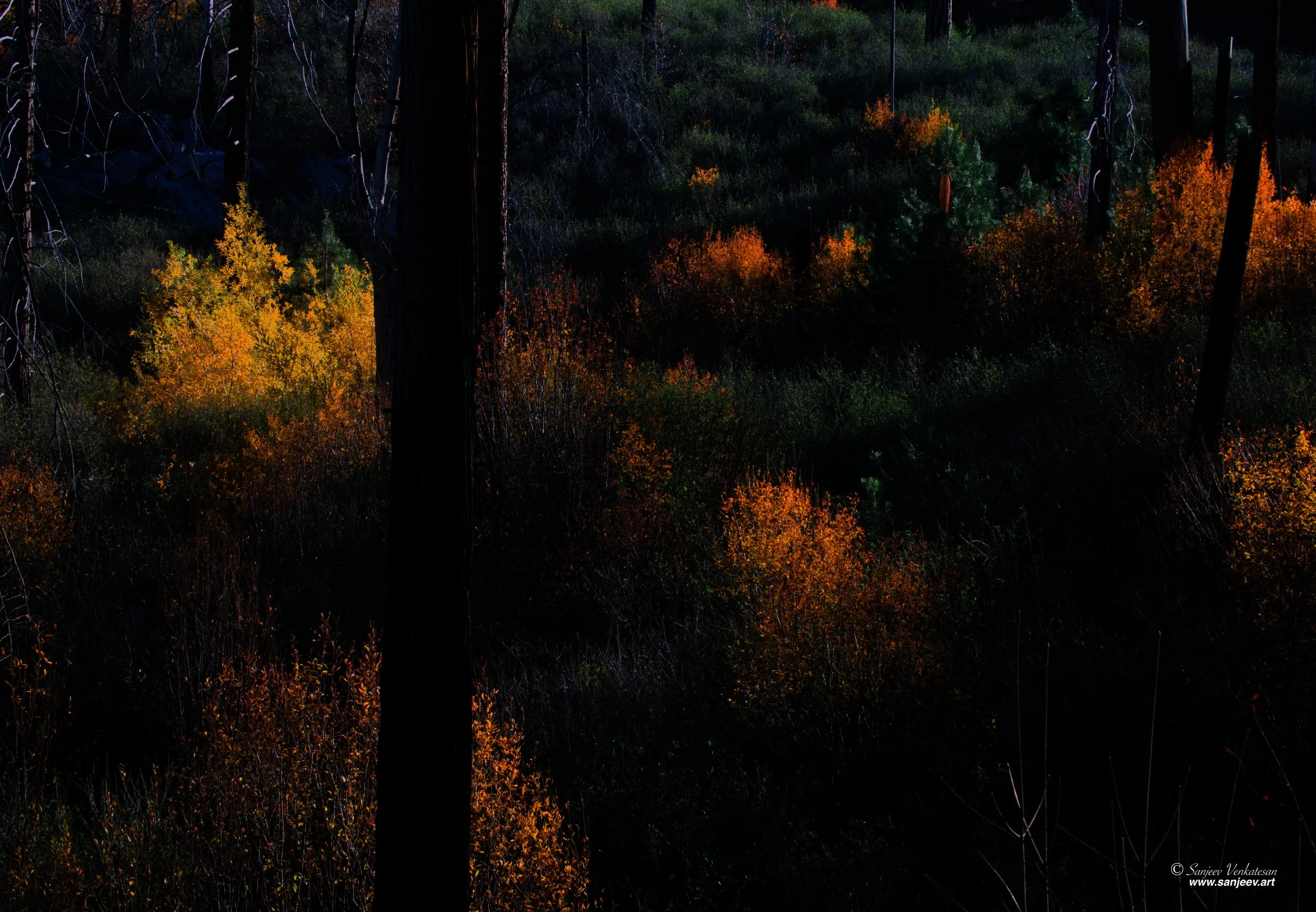 Yosmite Vegitation 1.jpg