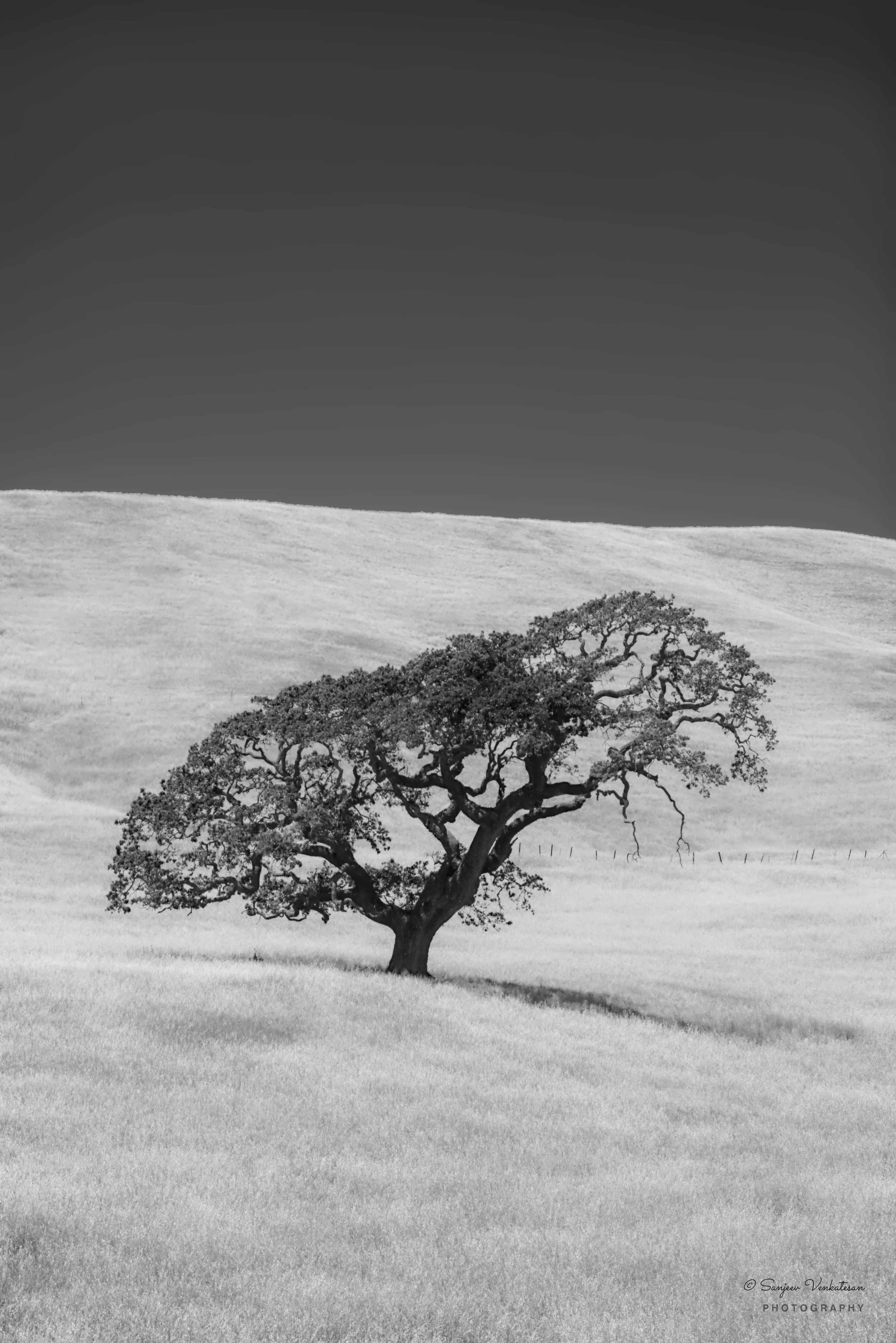 lone tree bnw.jpg