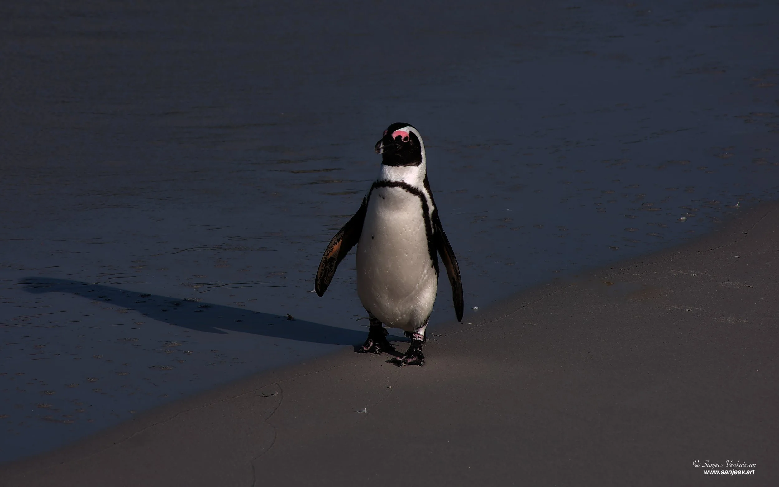 Pub Penguin BondSA.jpg