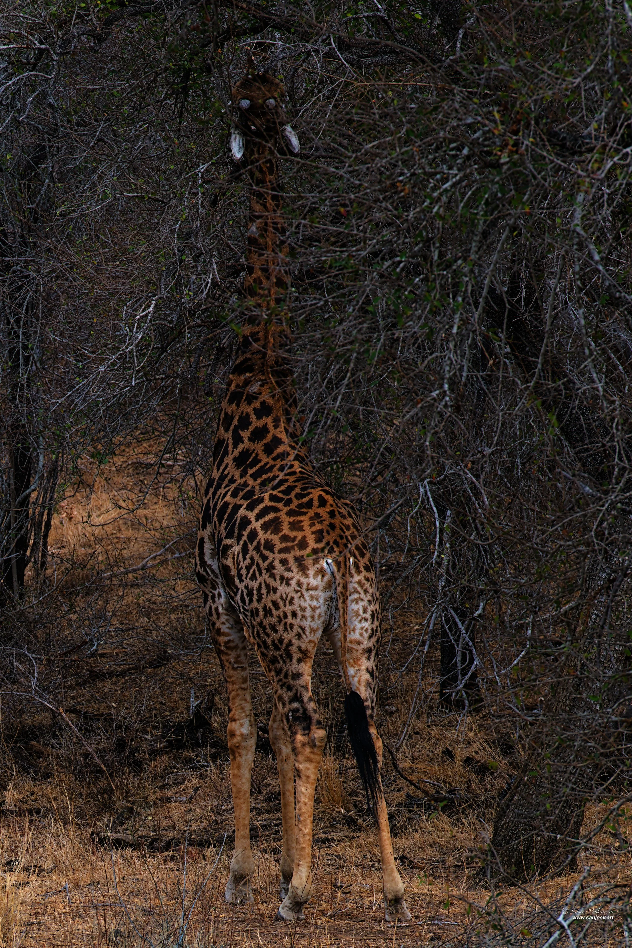 Pub Giraff ReachingSA.jpg