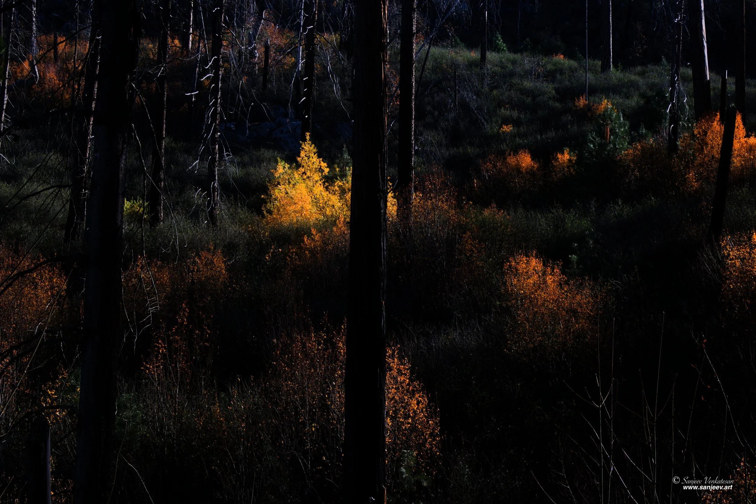 Yosmite Vegitation 2.jpg