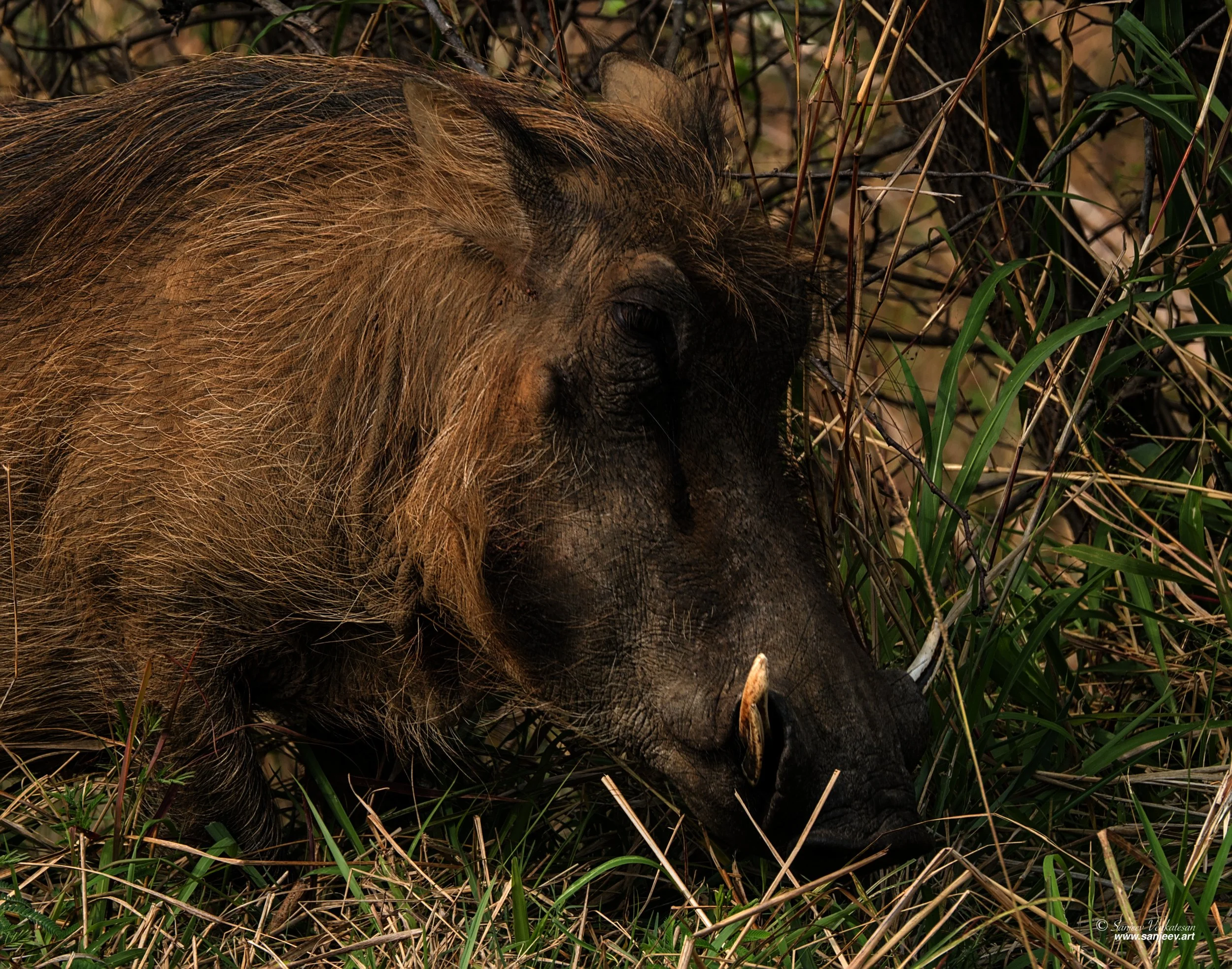 Pub Close Warthog.jpg