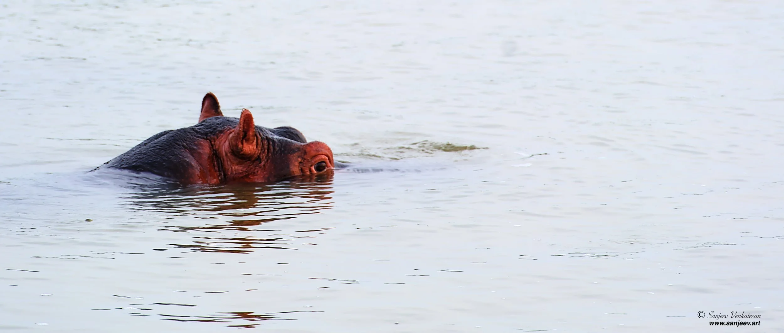 Pub Hippo HighKey.jpg