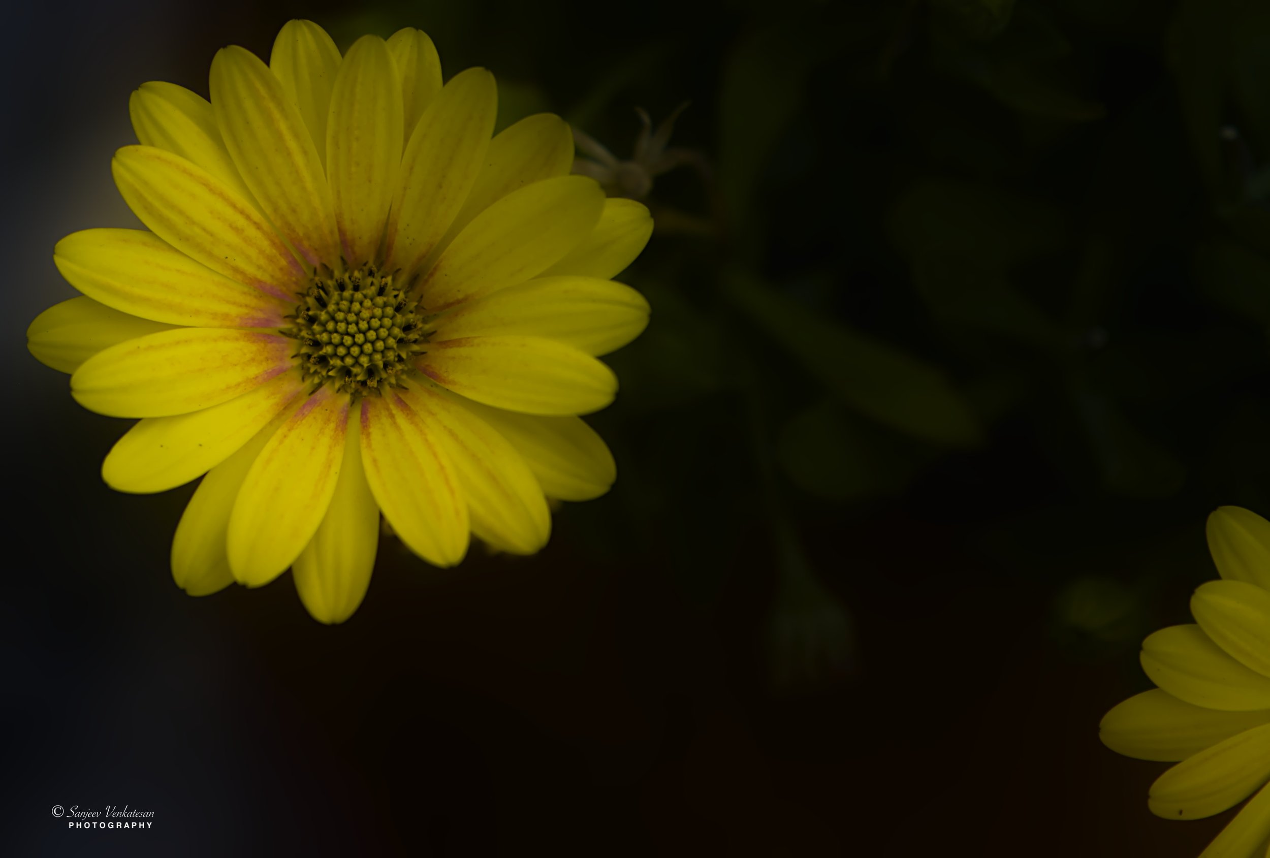 Wild Flower Yellow.jpg