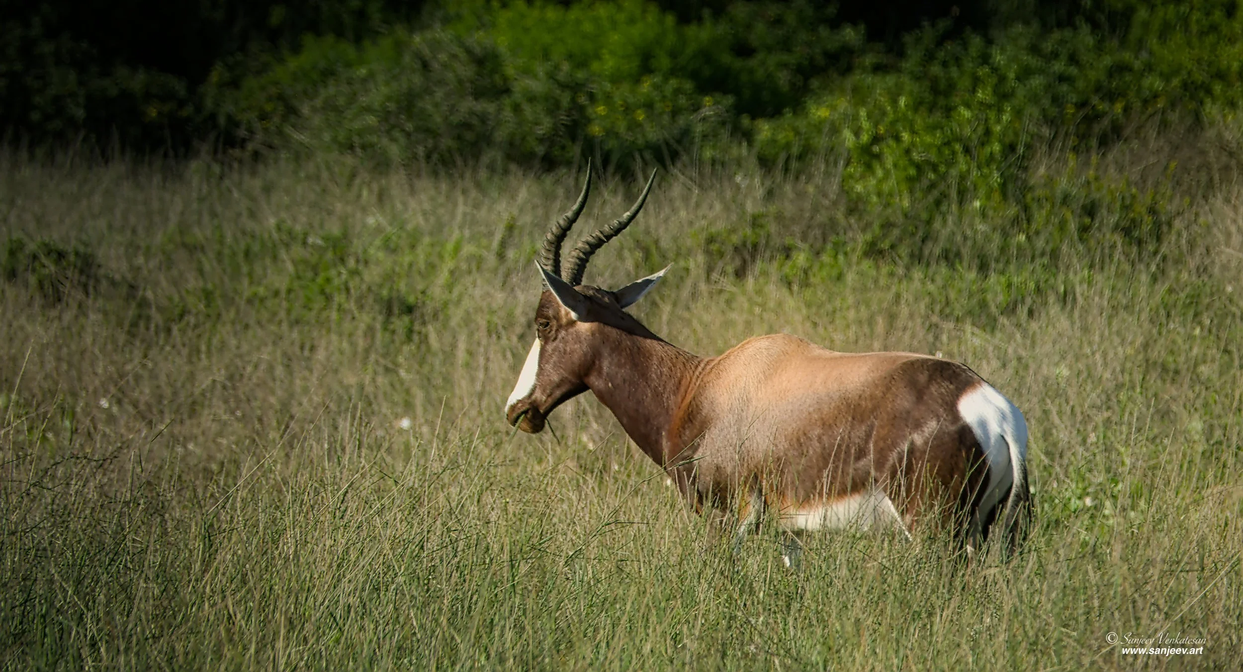 SA Antelope HORIZON.jpg