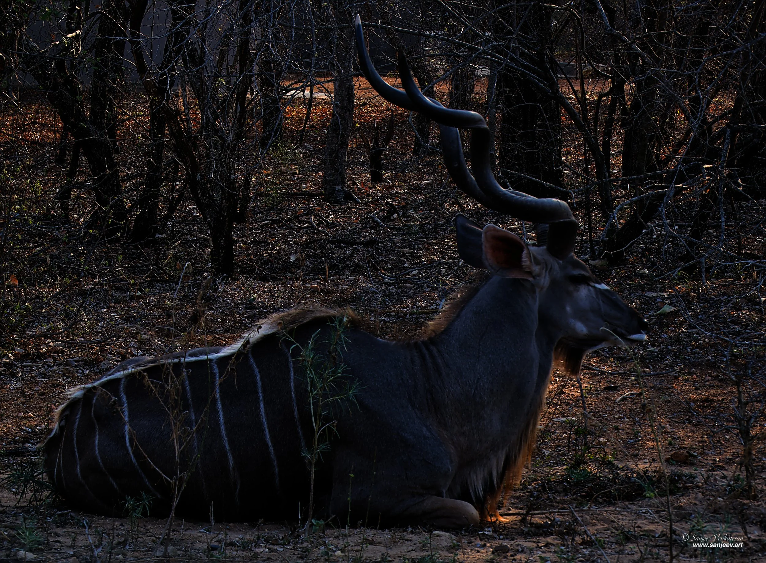 Pub Sitting Buck SA.jpg