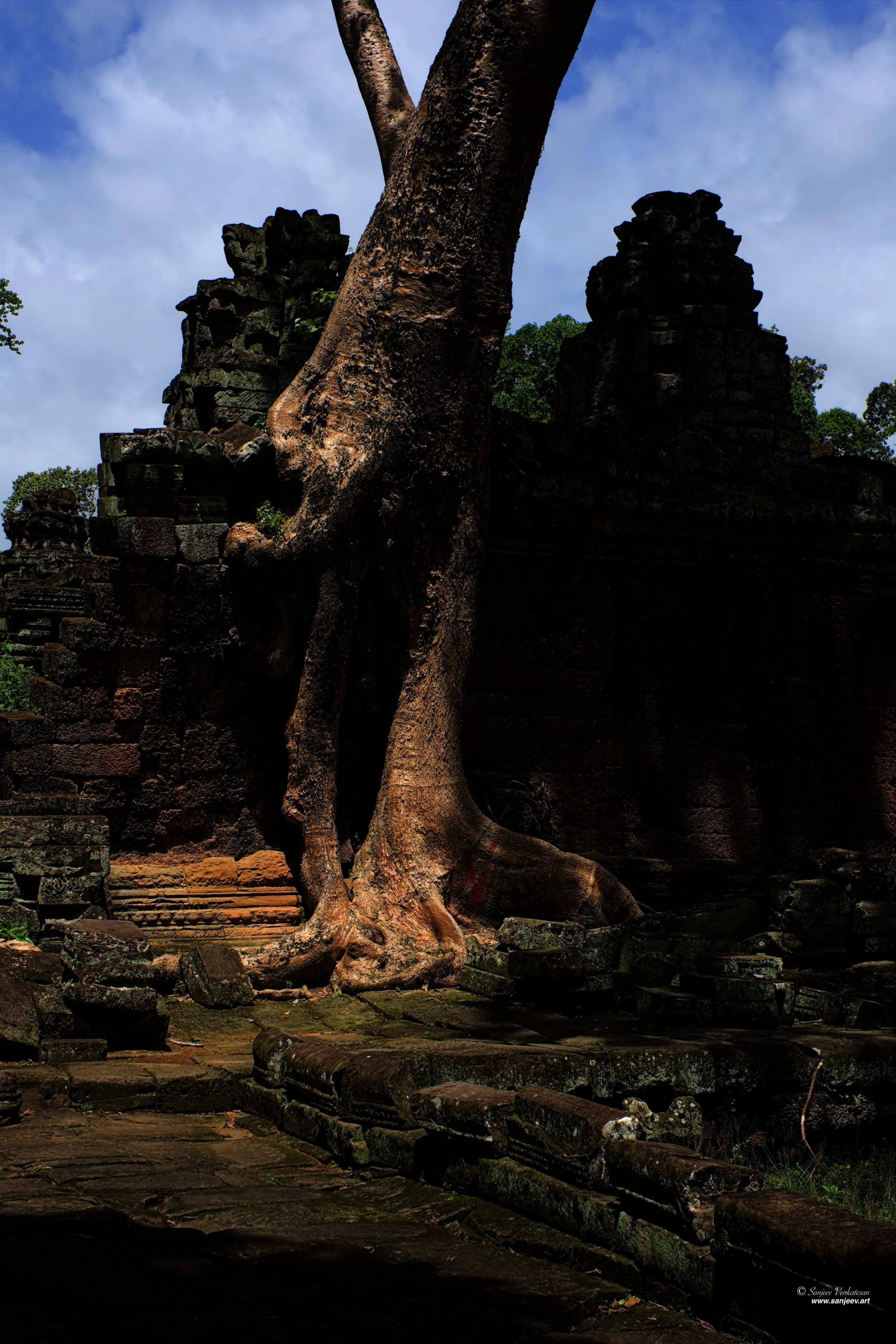 Angkor Tree Trunk 1.jpg