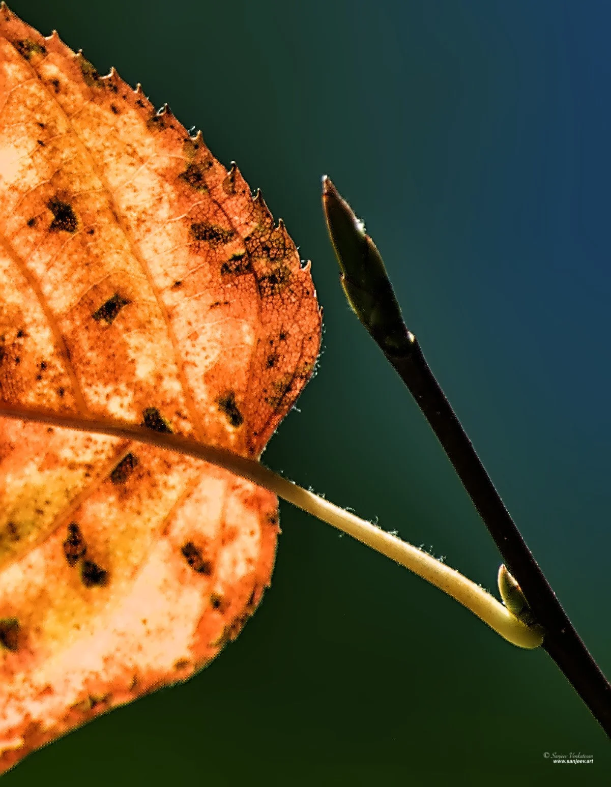 Leaf Sprout.jpg