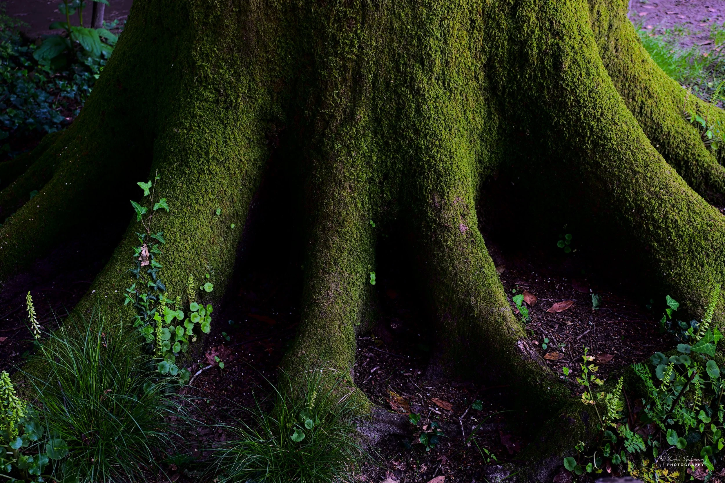 Display Tree Root Moss new.jpg
