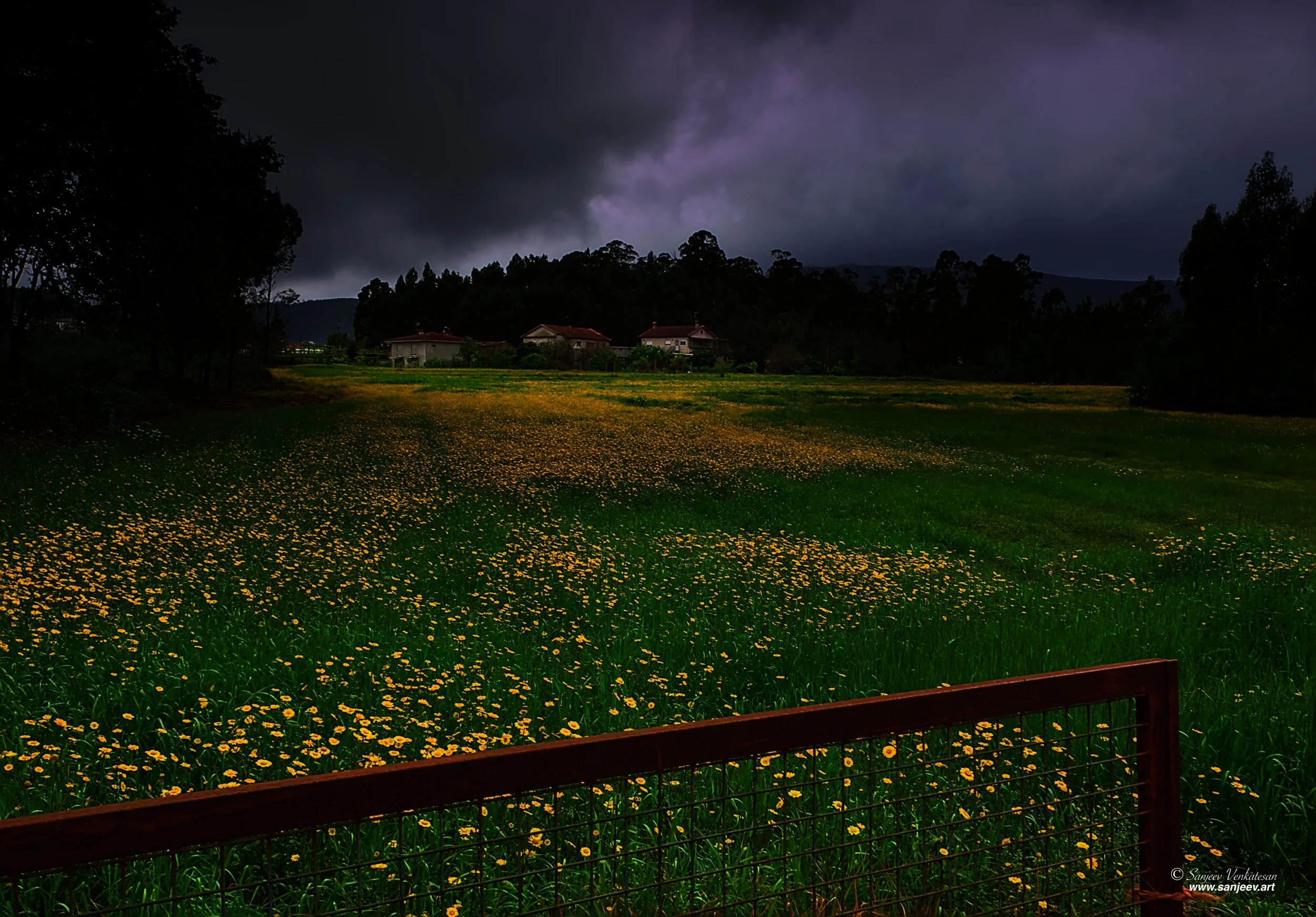 Yellow Flower TownHORIZON.jpg