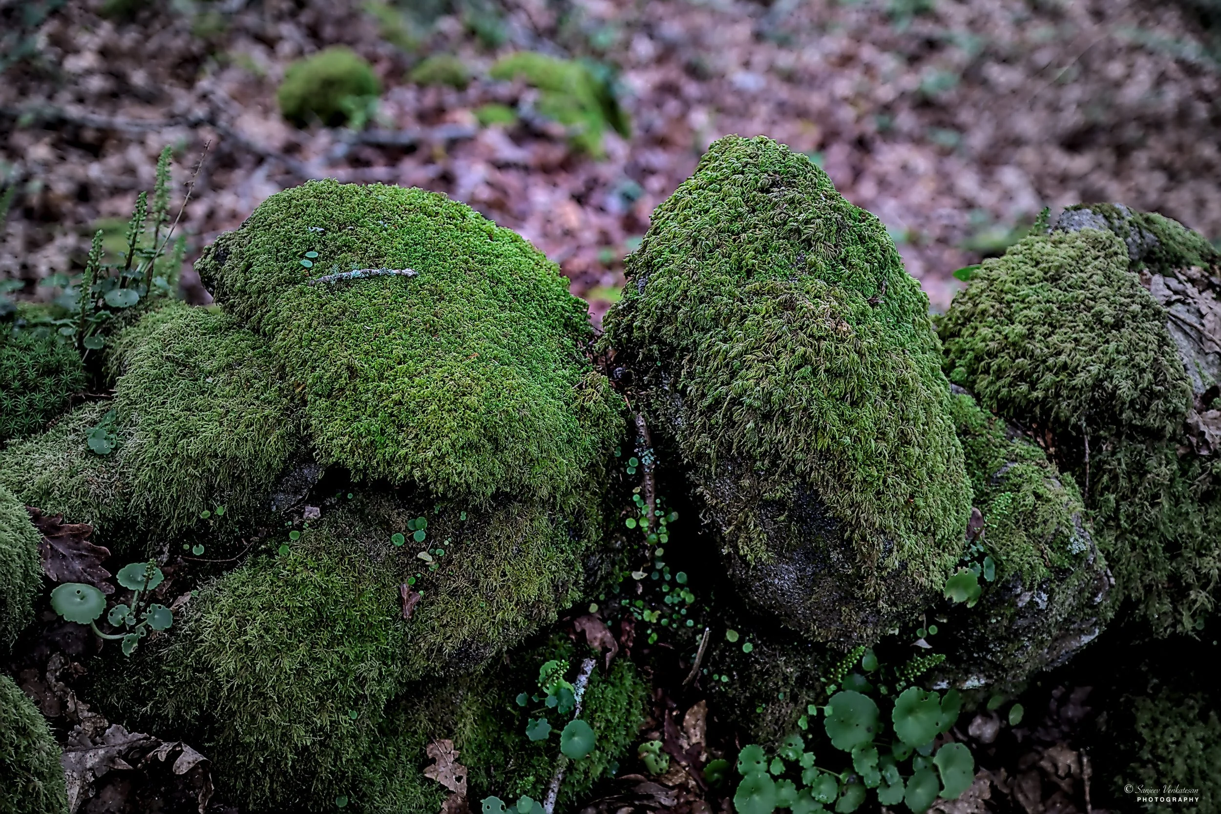 Display rock Moss Land.jpg