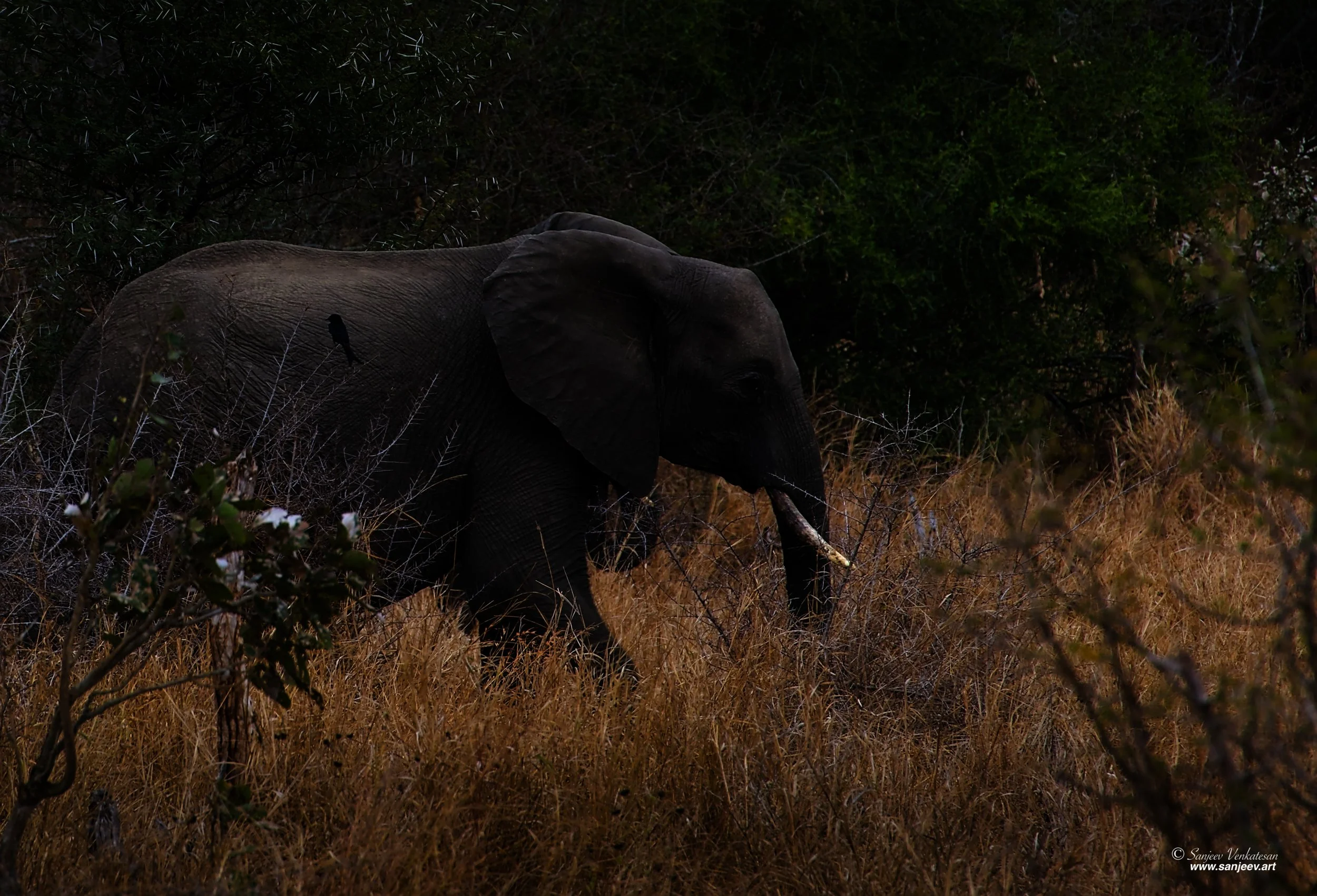 Pub Elephant Stroll SA.jpg