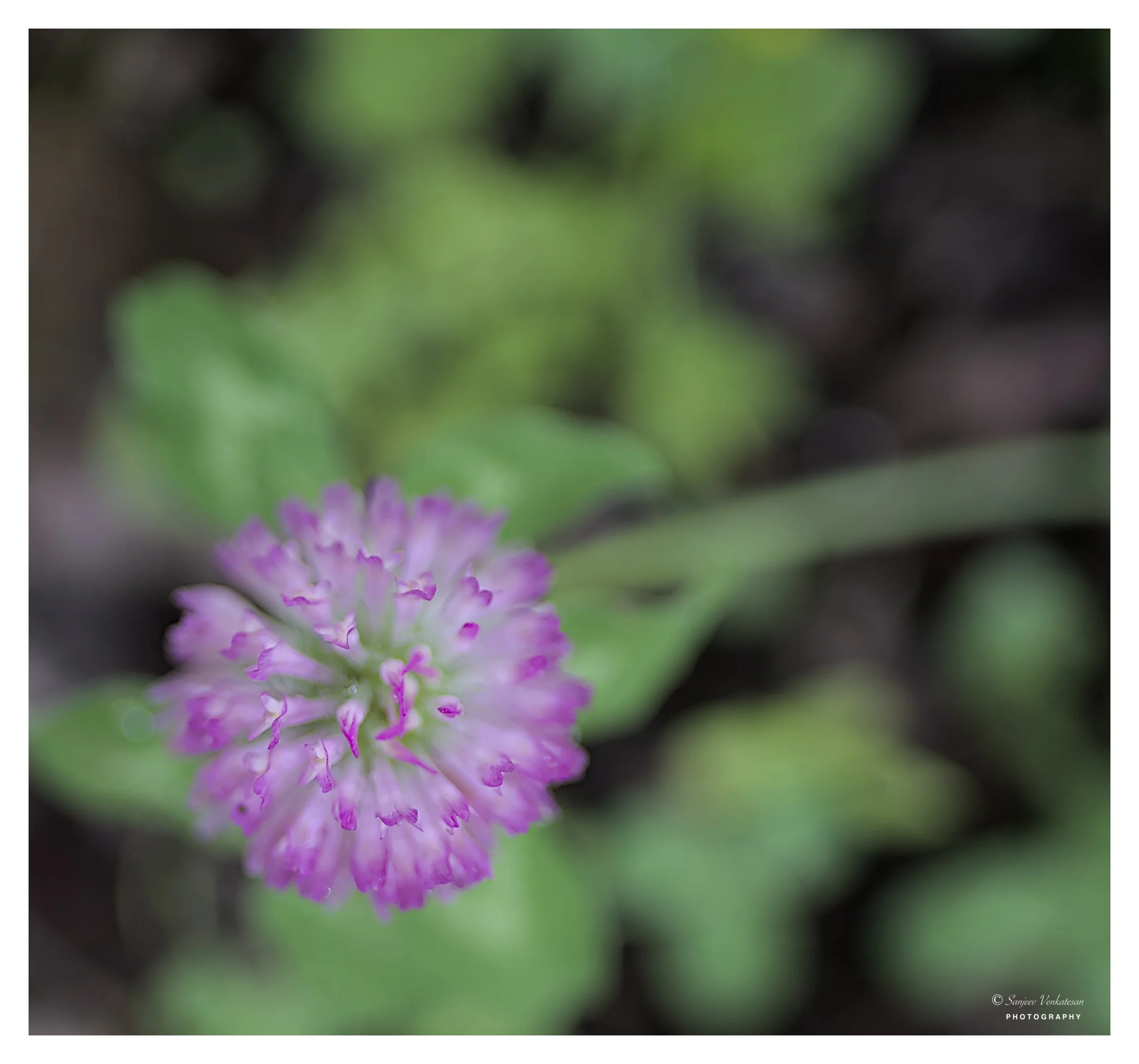 Pink Macro Flower.jpg