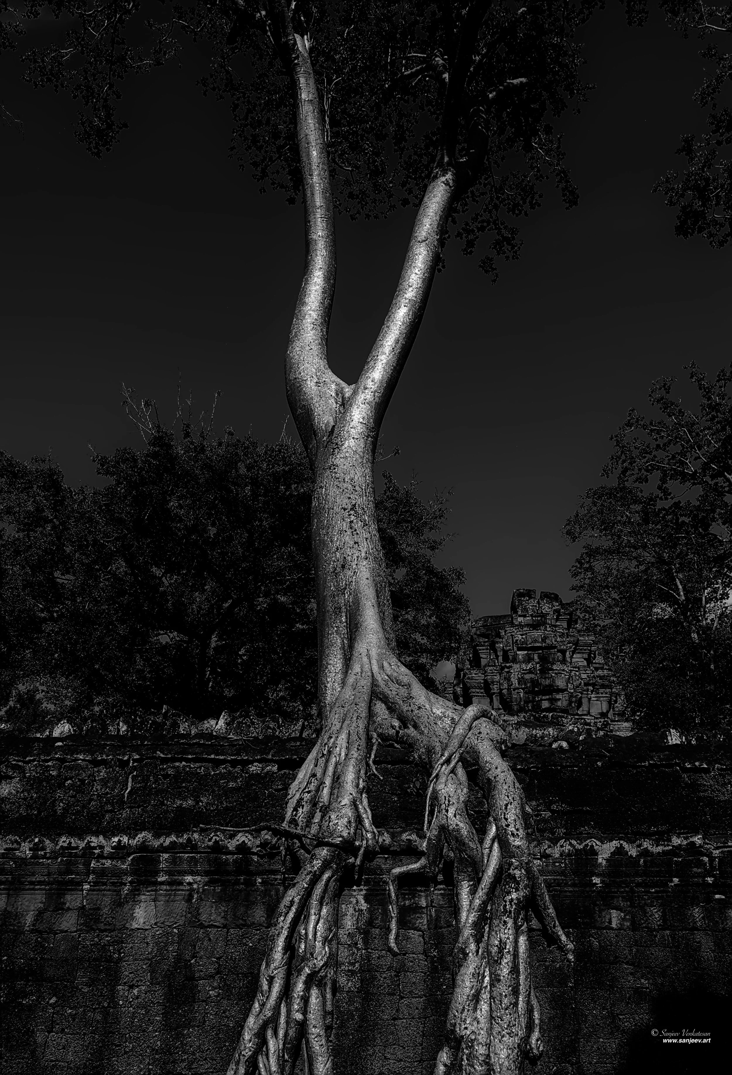 Angkor Giant V TRee.jpg