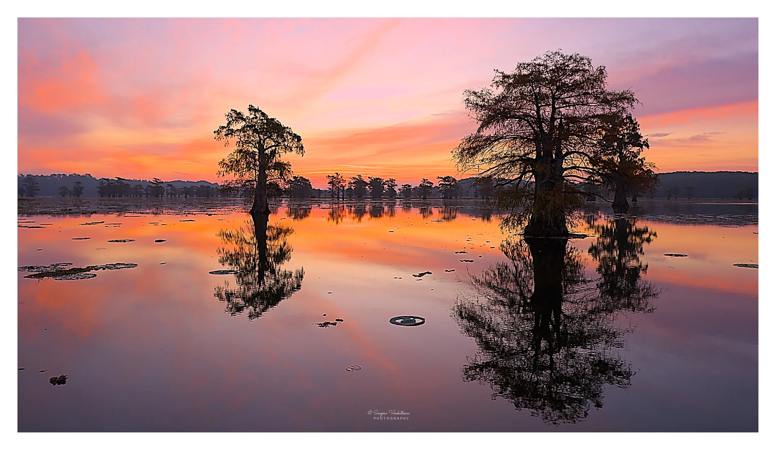 Two Trees 12x18 600 DPI.jpg