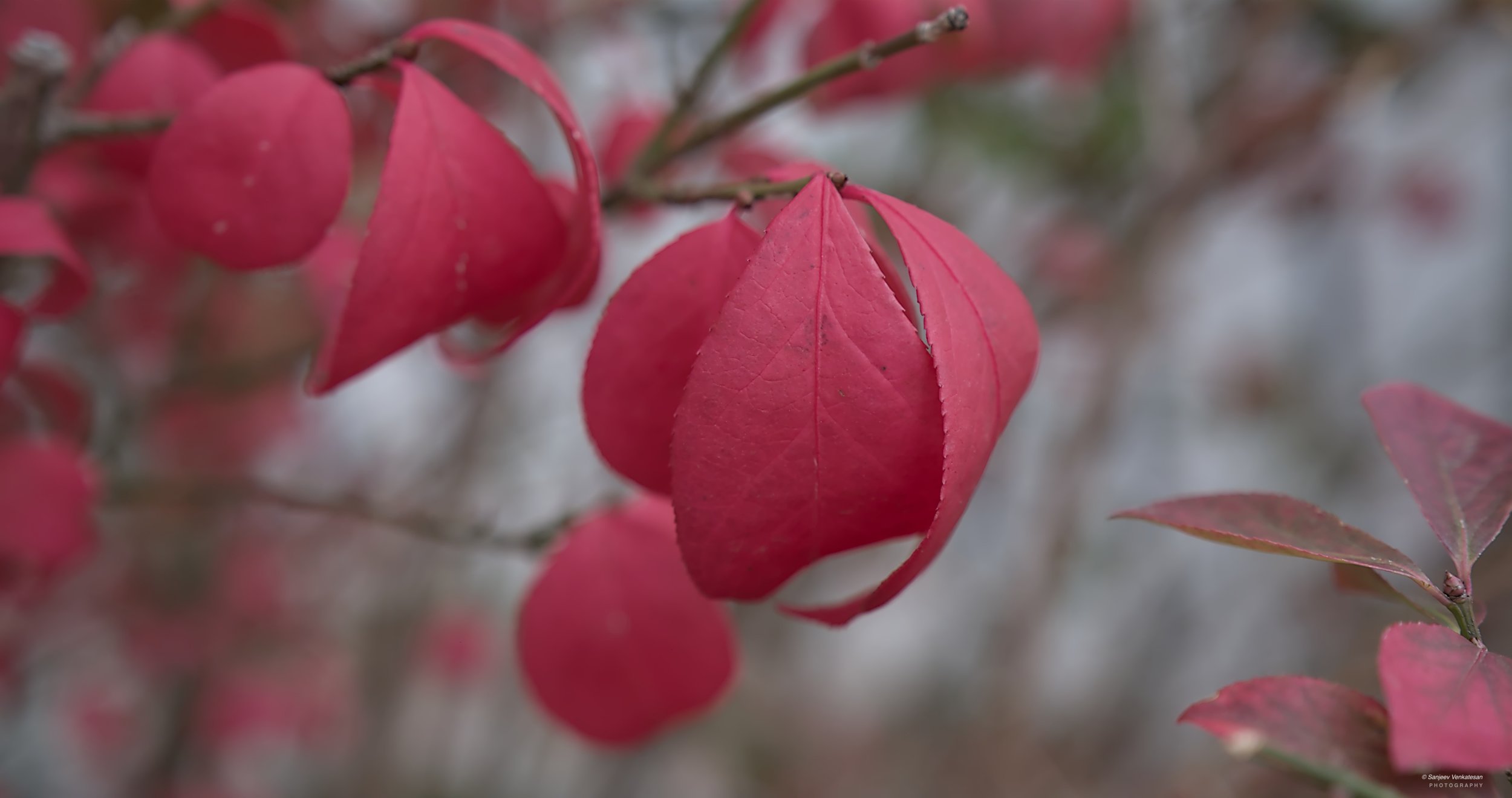 Display Display red Fall Leaves.jpg