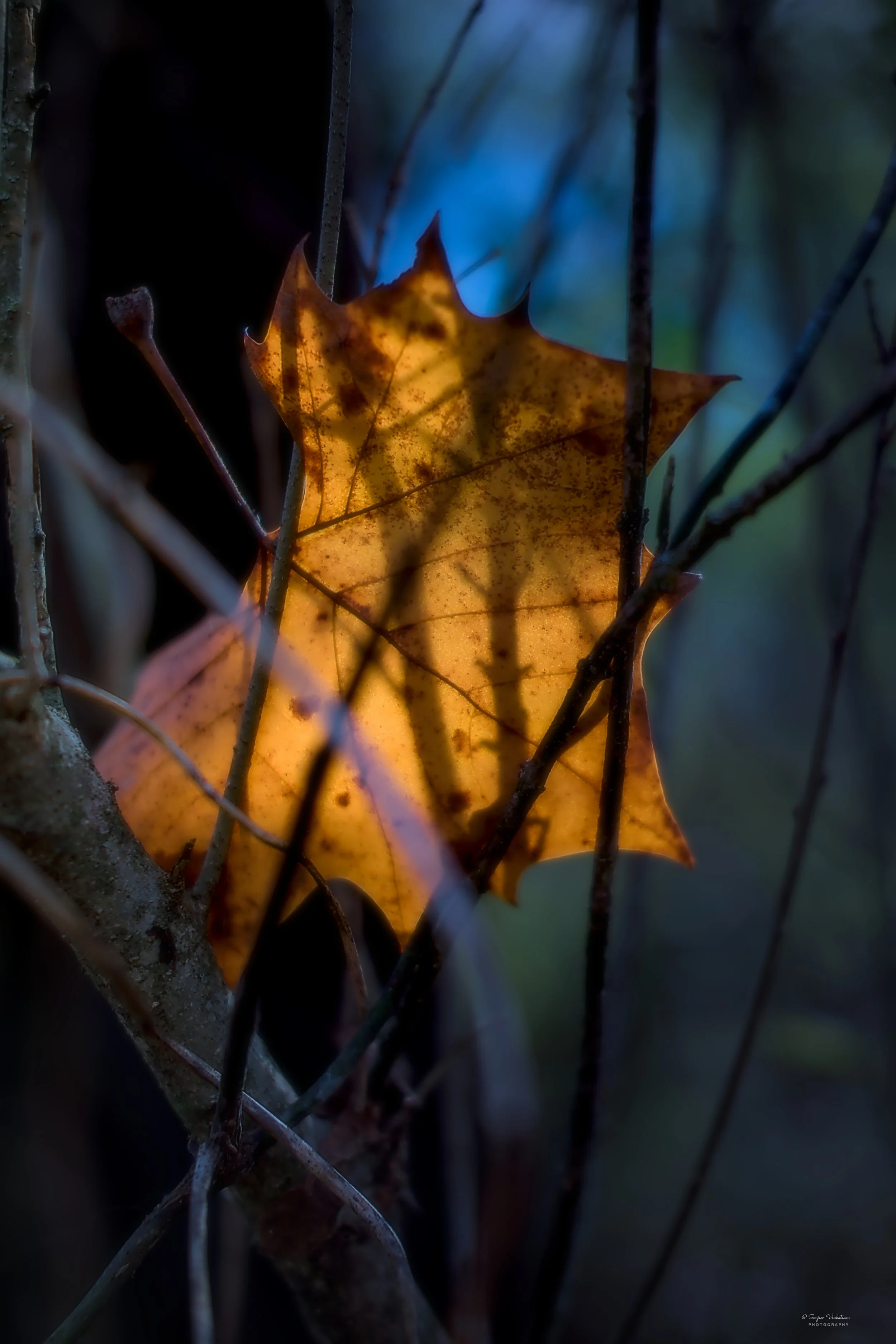 StuckLeaf 12X18 600 DPI.jpg