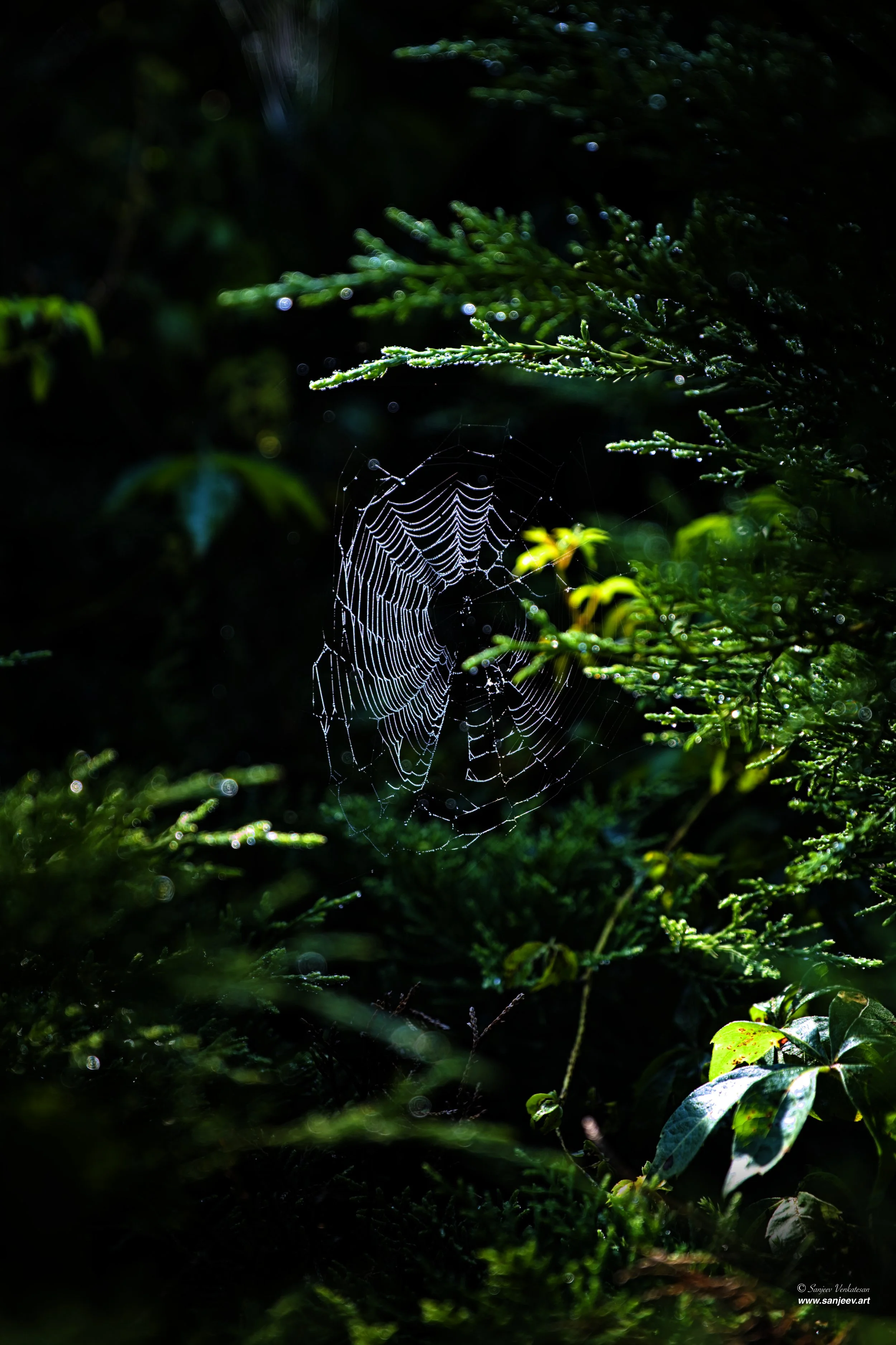 Spiderweb remarked.jpg