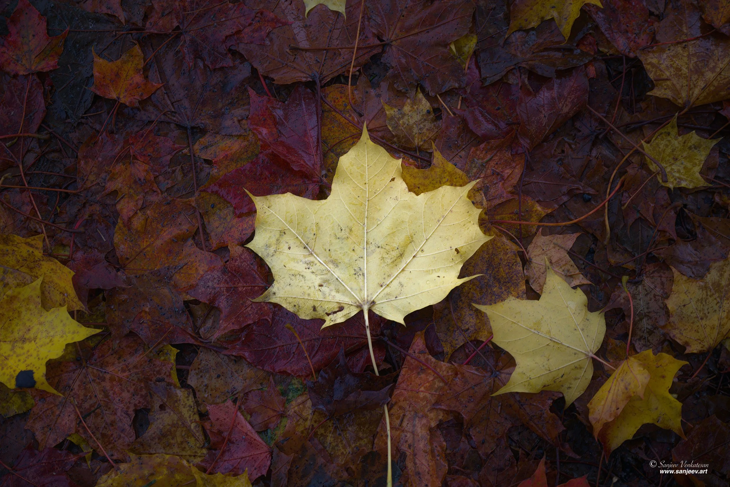 Group Leaff.jpg
