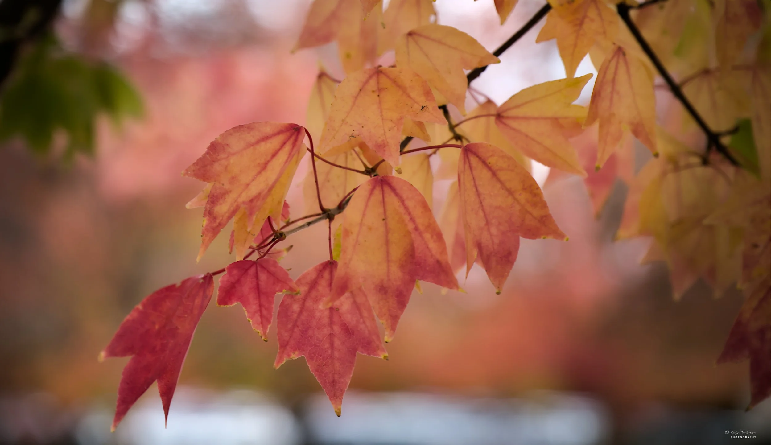 Display Display dropping Fall Leaves.jpg