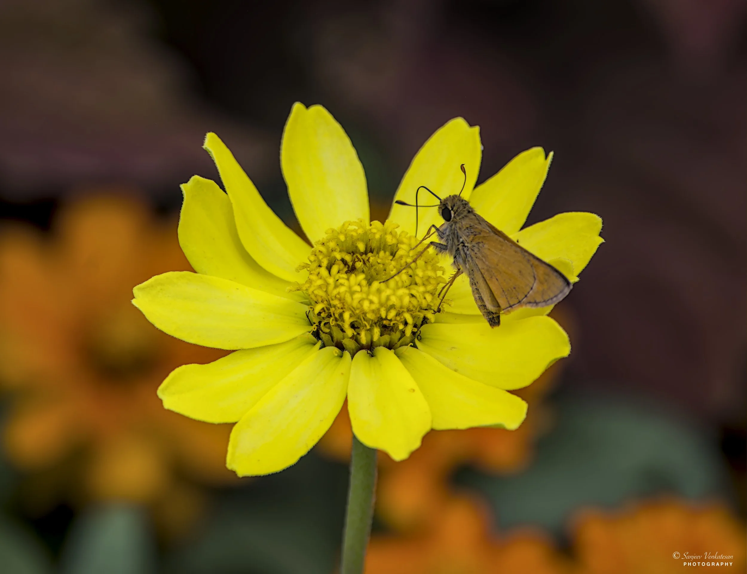 Butterflye.jpg