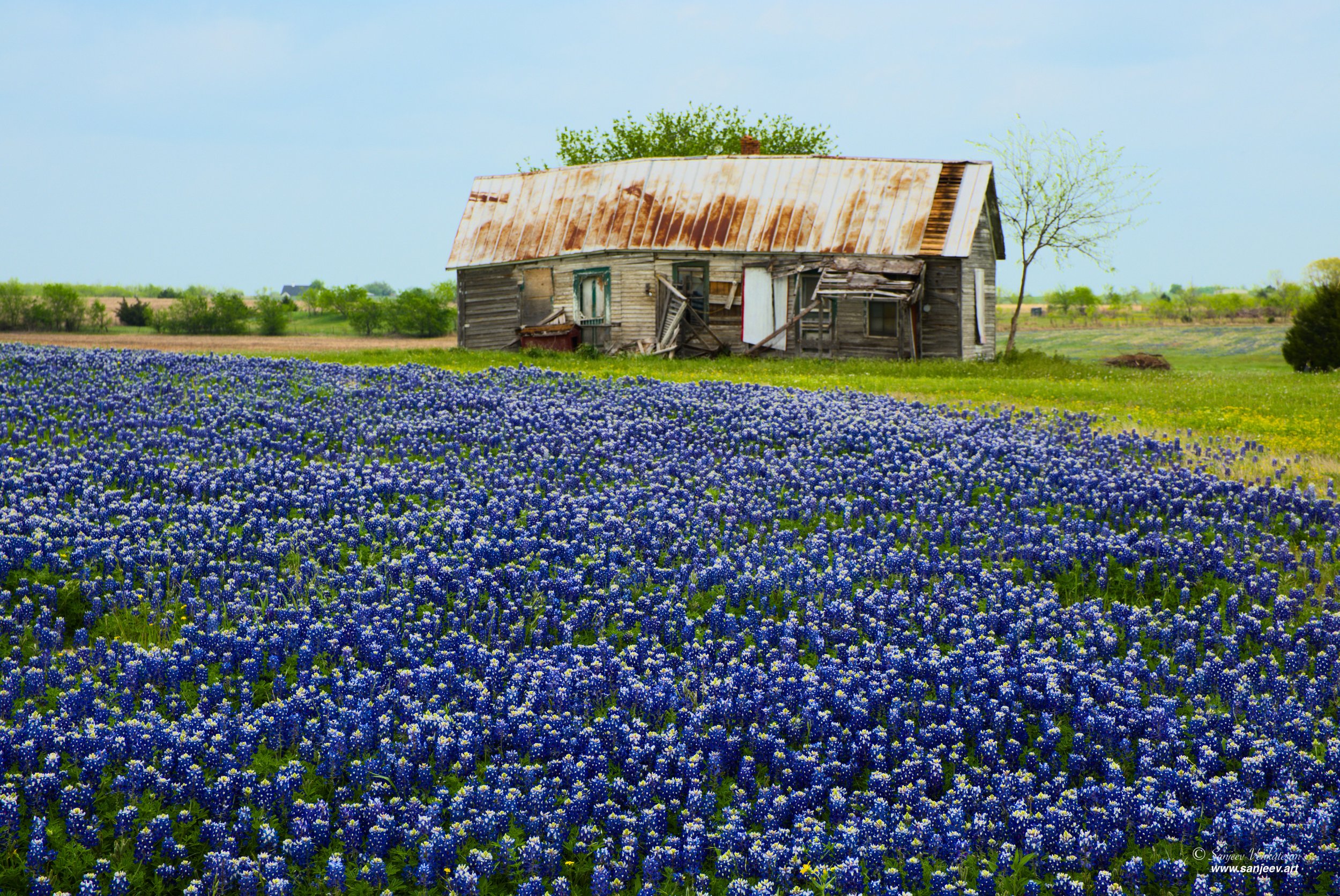 Norway Blue FIeld shack HORIZON.jpg