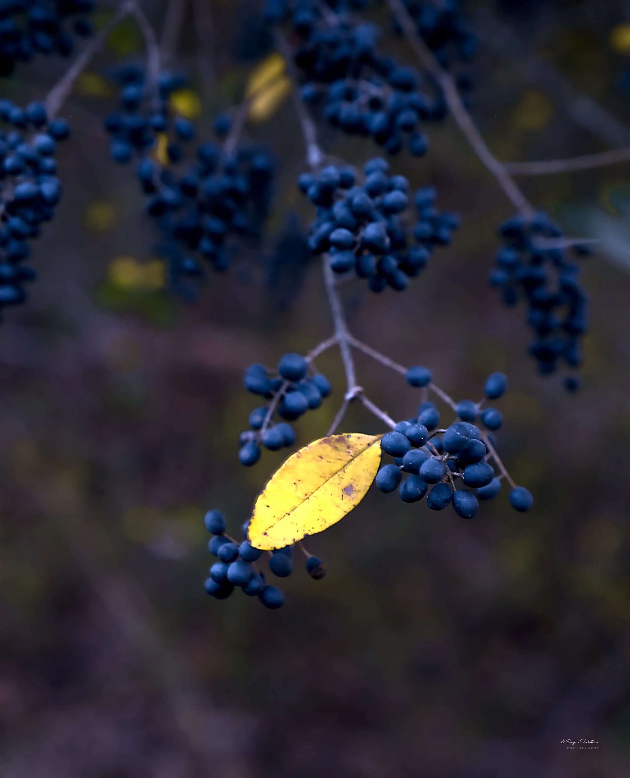 yellowLeaf 12X18 600 DPI.jpg