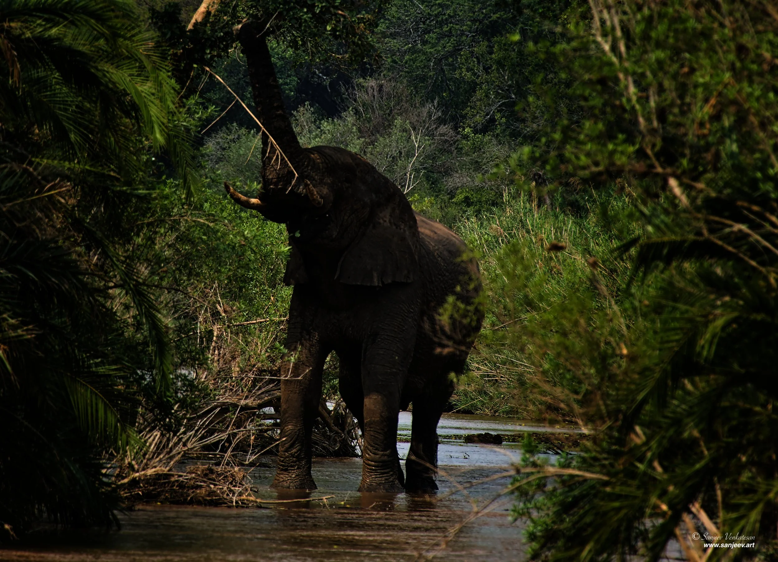 Pub Elephant Reach.jpg