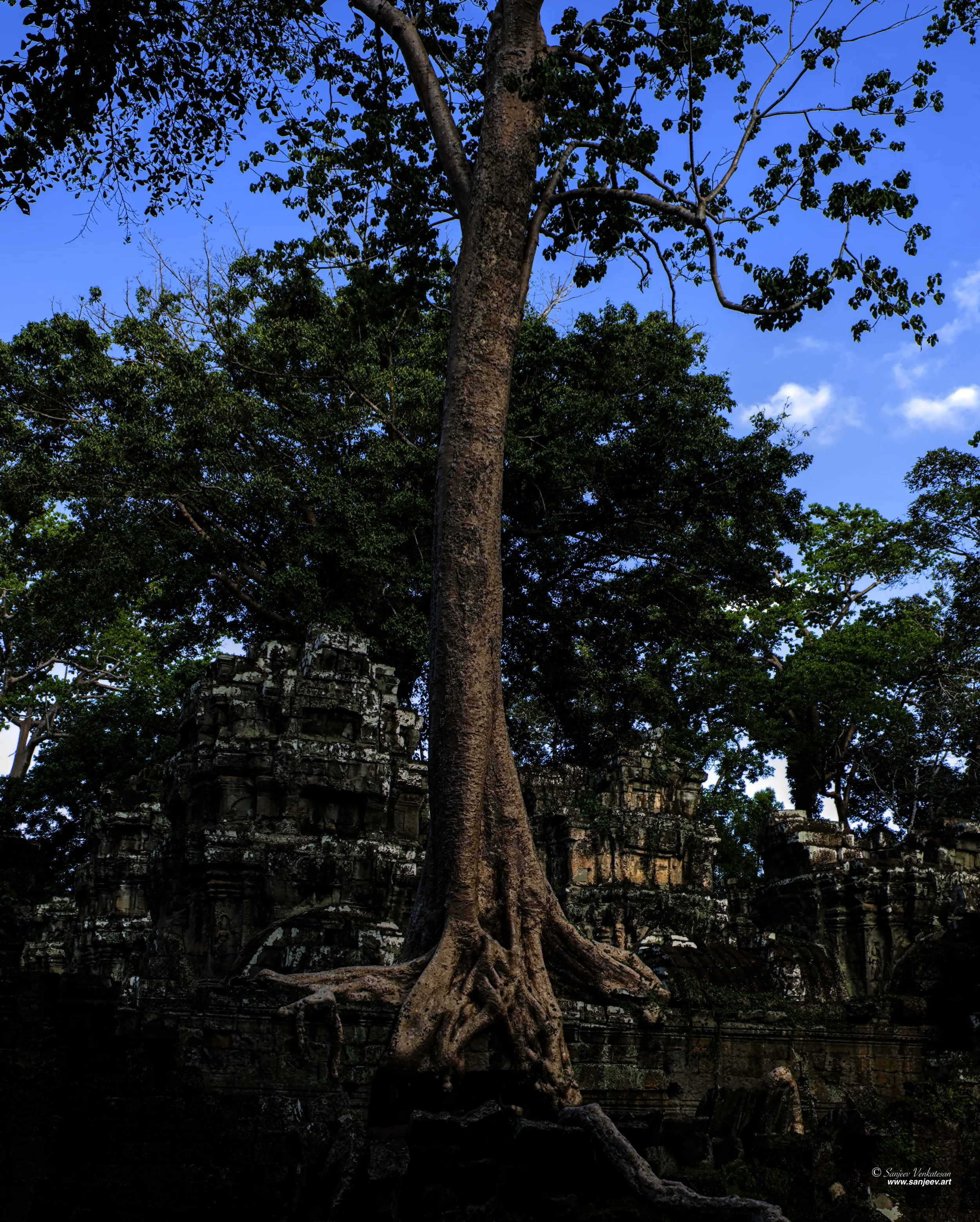 Angkor Giant Platform Tree.jpg