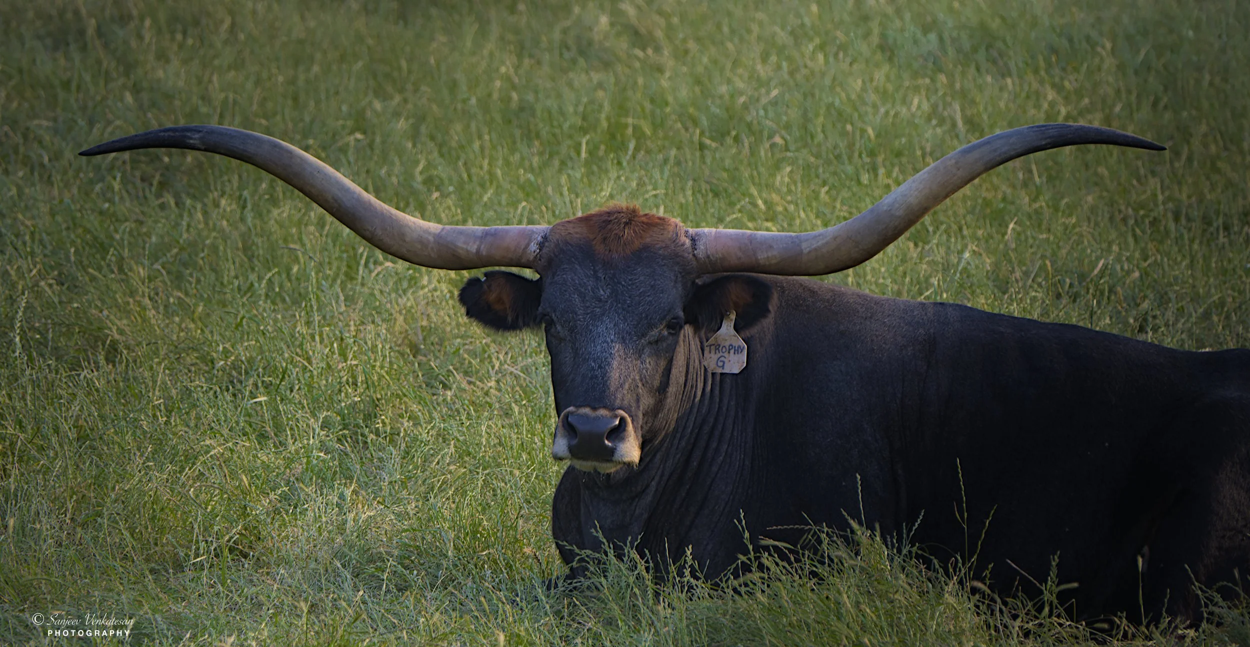 Black LongHorn.jpg