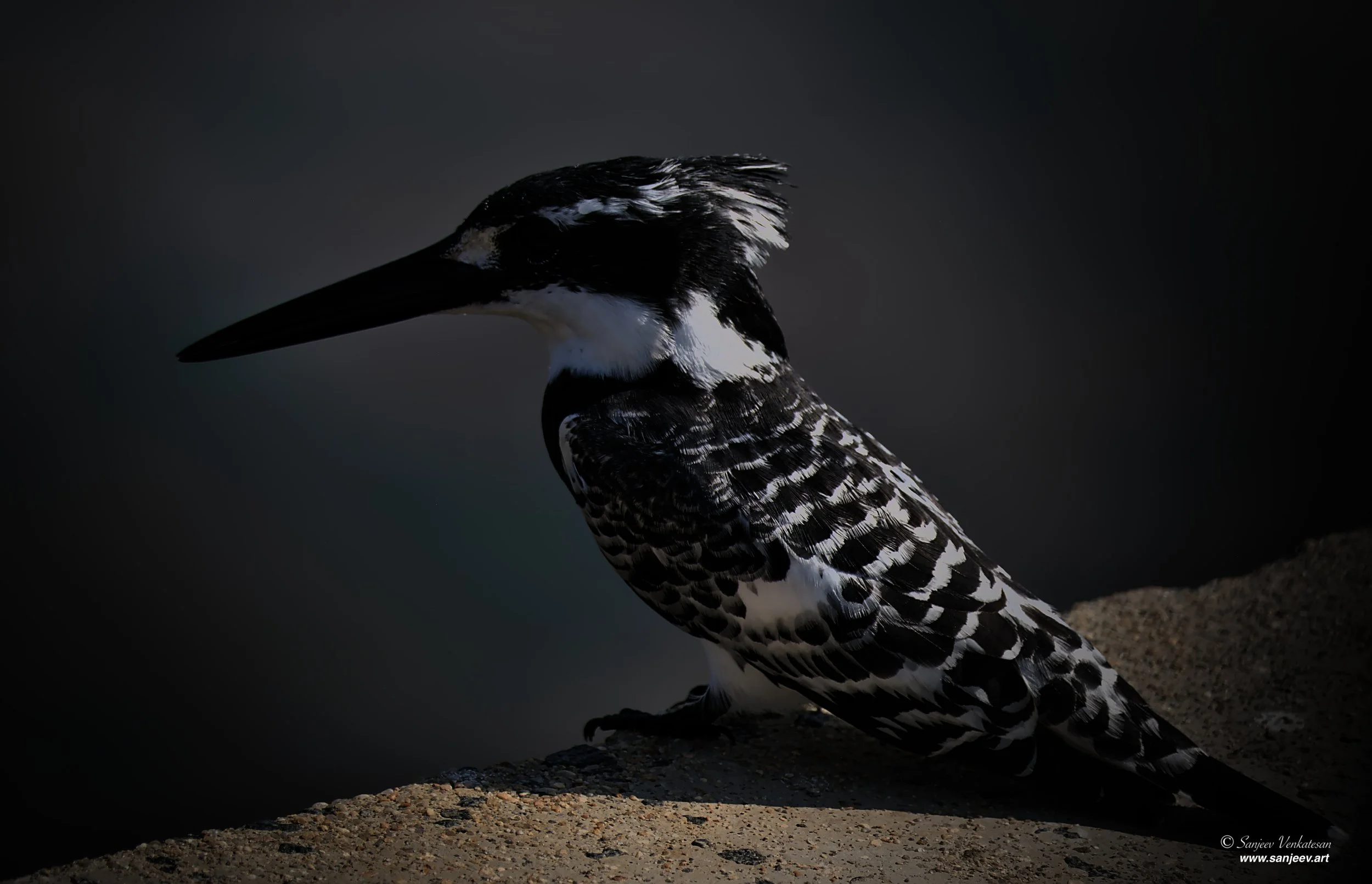 Pub AKing CloseupSA.jpg