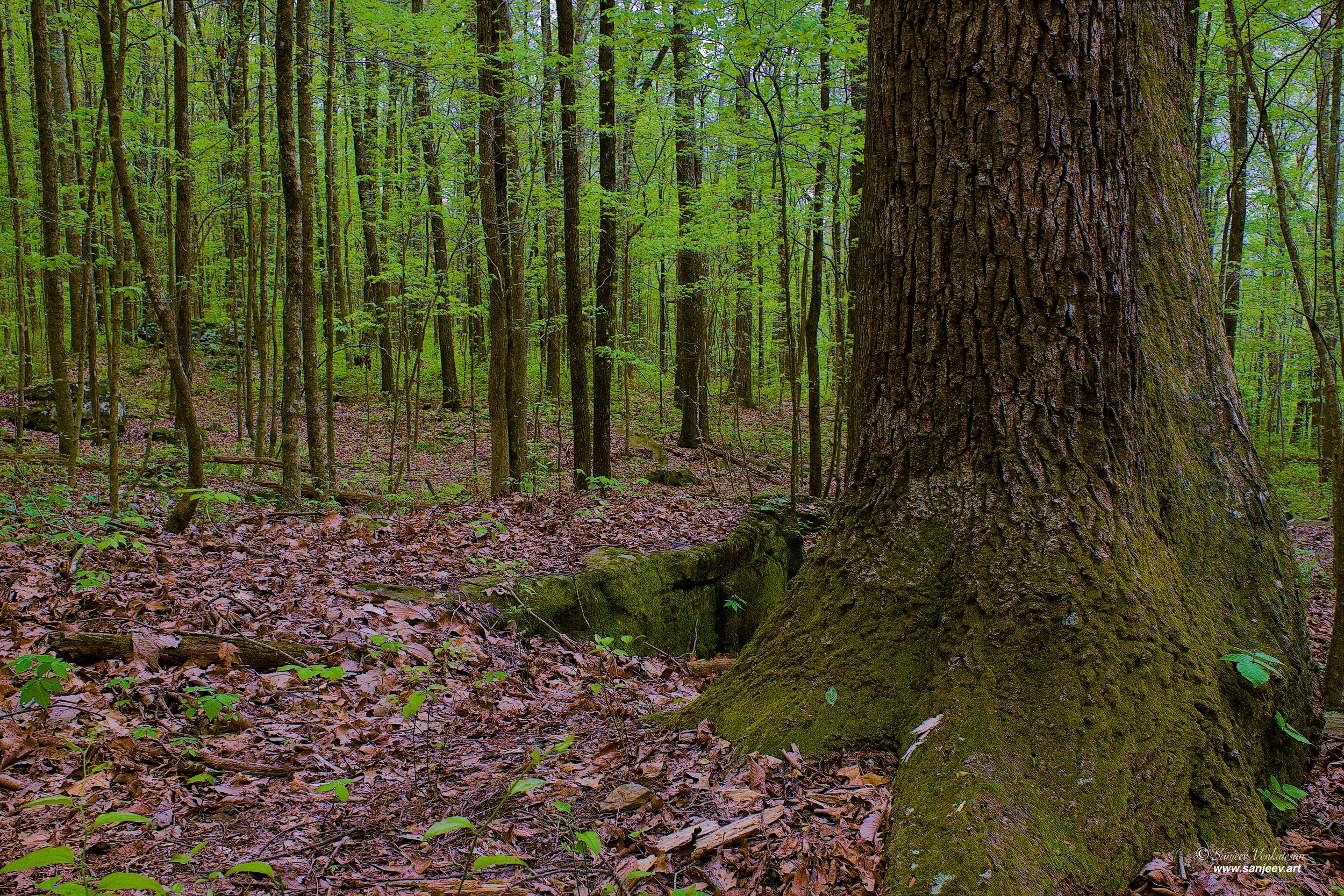 Forest TreeHORIZON.jpg