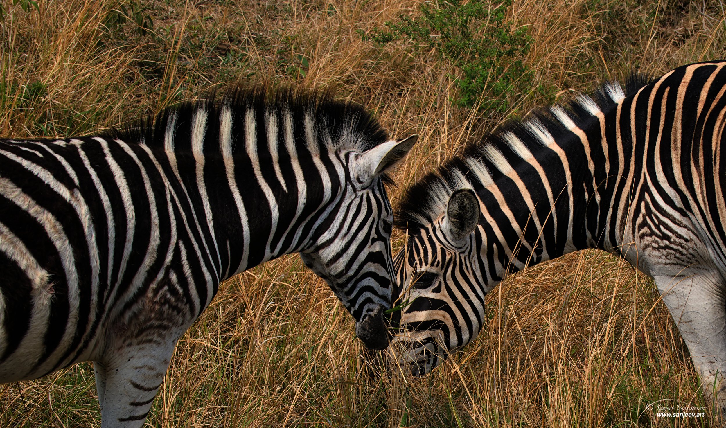 Pub Zebra Brothers LunchSA.jpg