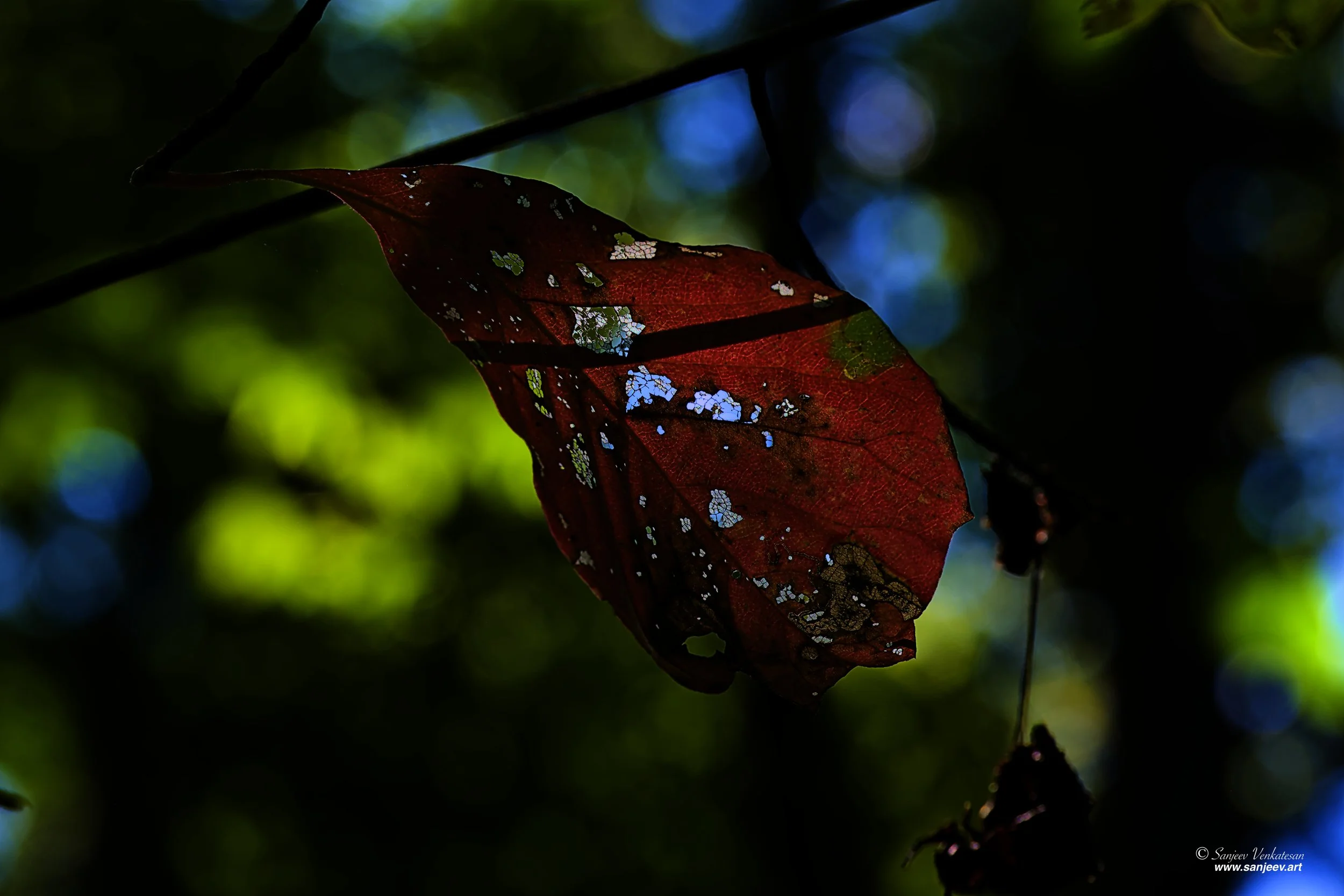 Dry Leaf.jpg