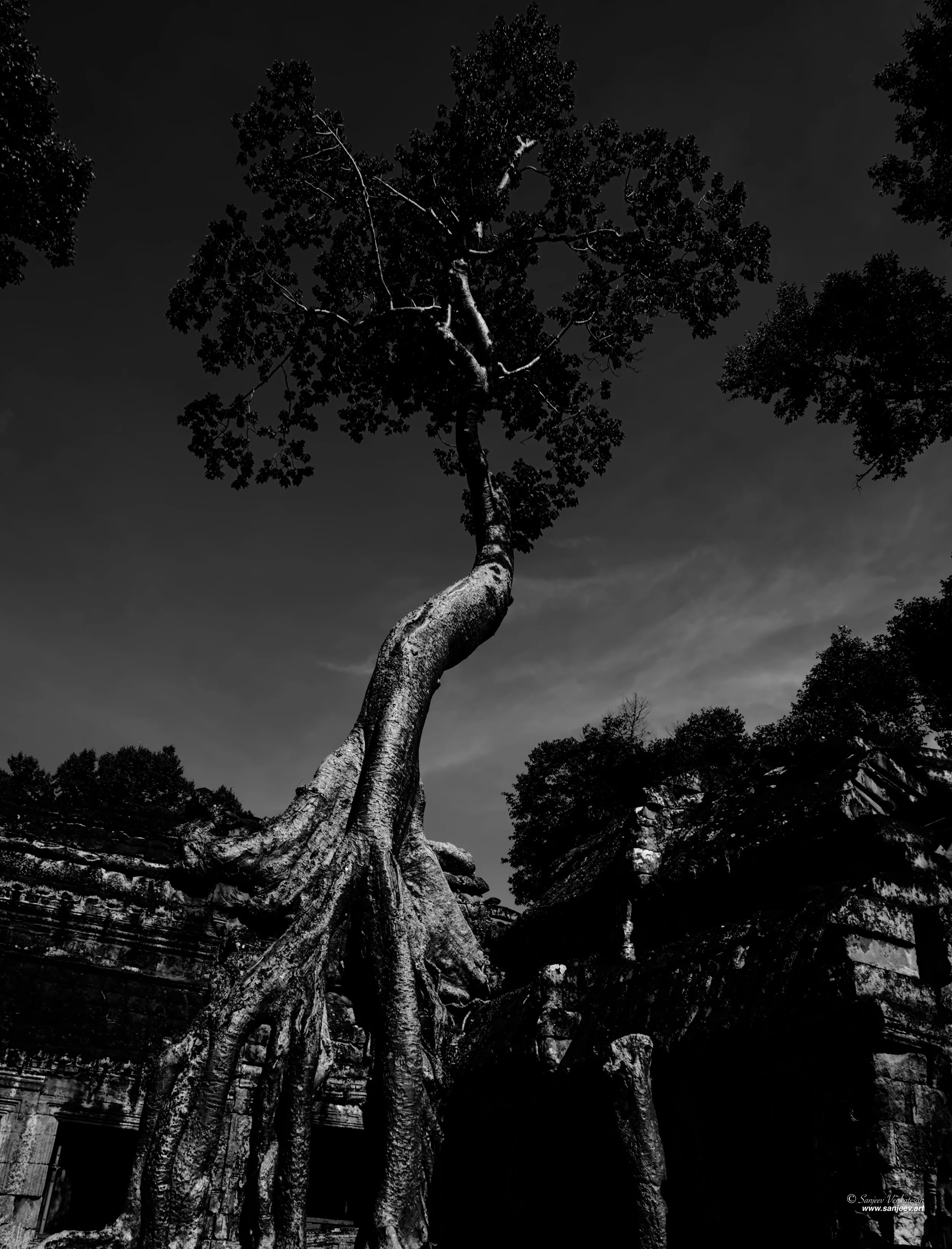 Angkormighty tree.jpg