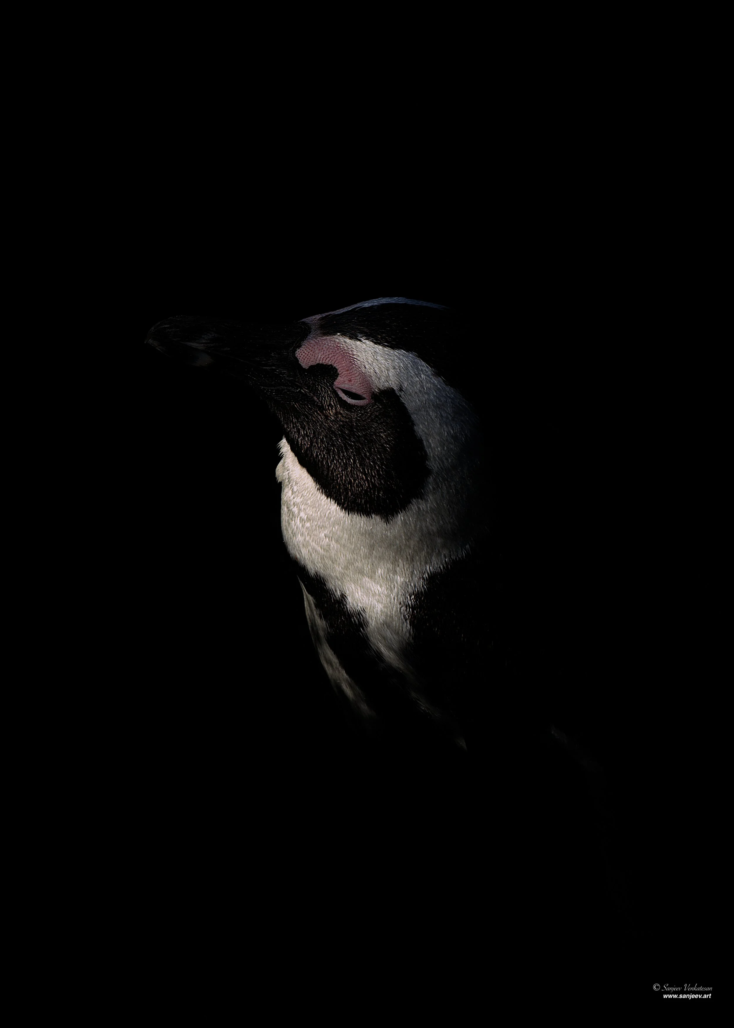 Pub Penguin MeditateSA.jpg